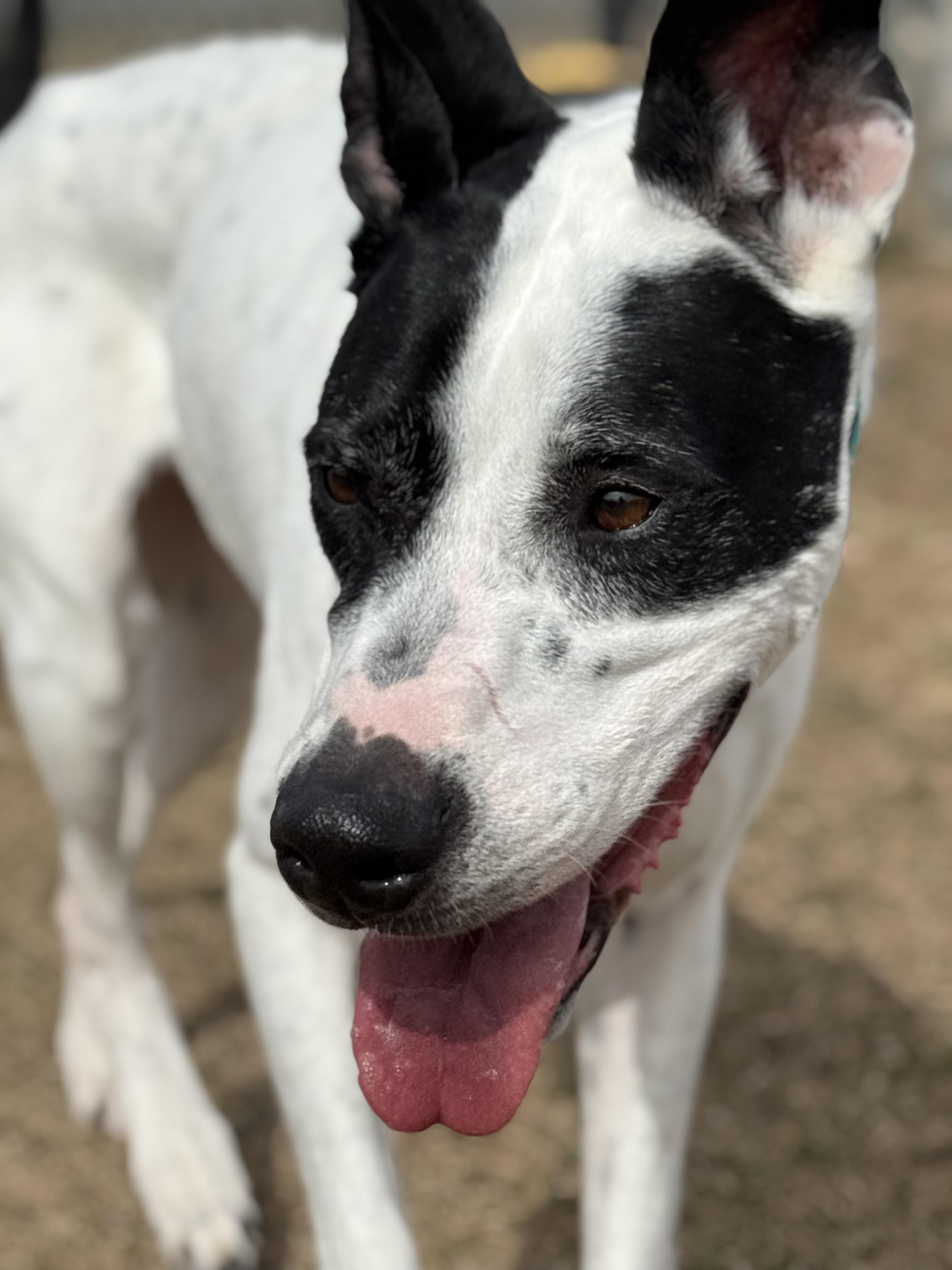 Enlarge Floki, an adoptable mixed breed in Eagle, CO image 1/6