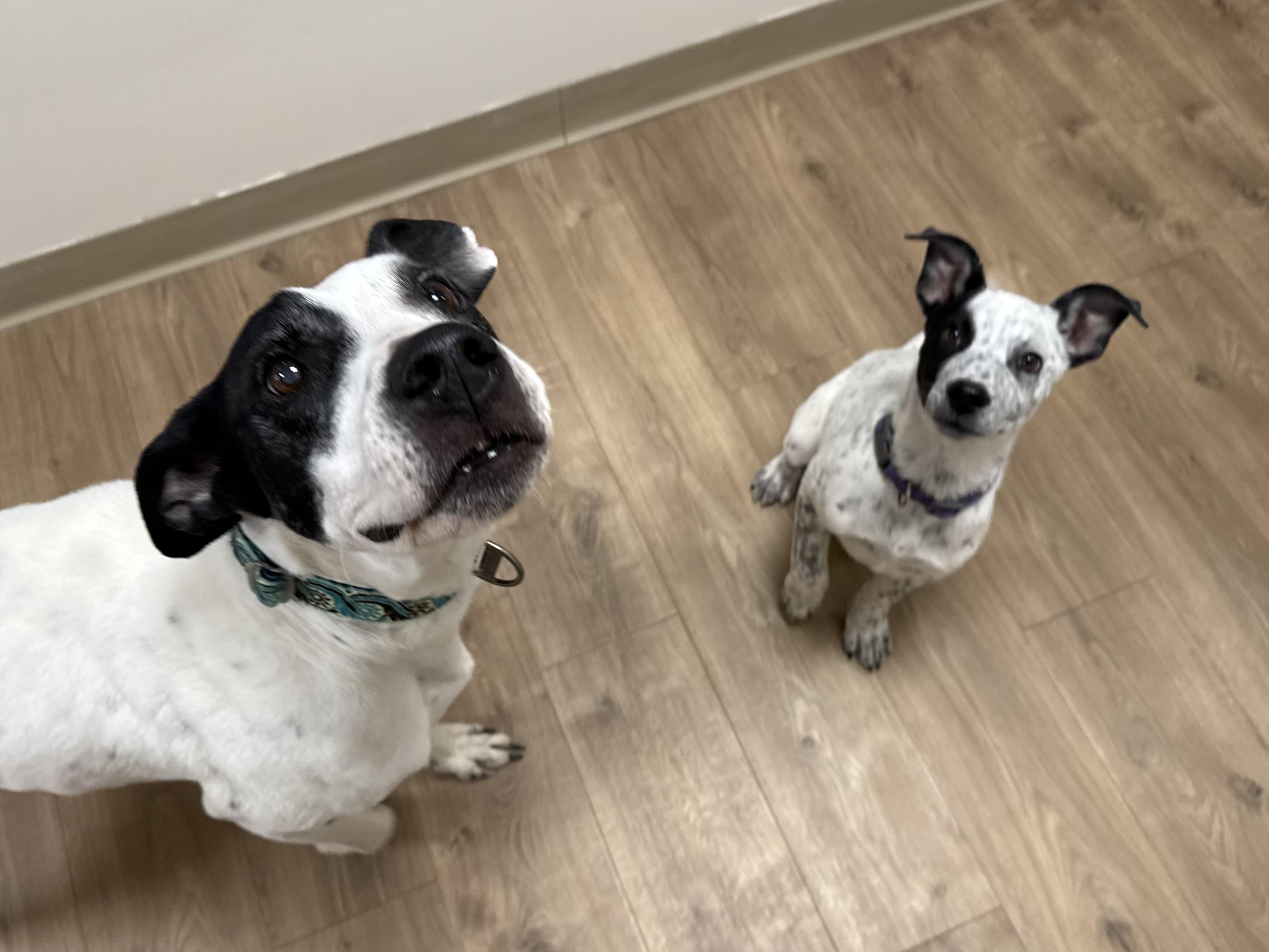 Enlarge Floki, an adoptable mixed breed in Eagle, CO image 5/6