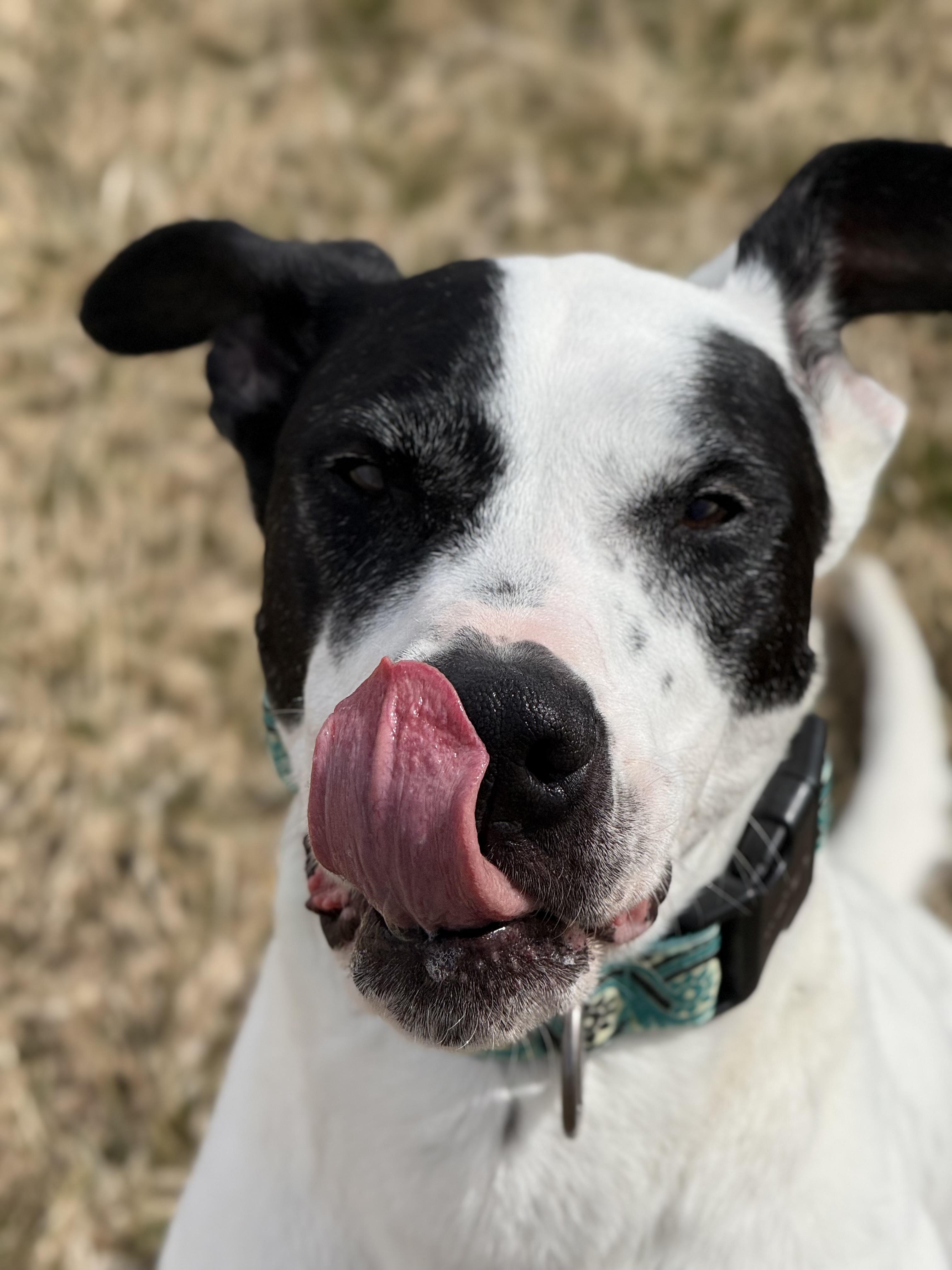 Enlarge Floki, an adoptable mixed breed in Eagle, CO image 2/6