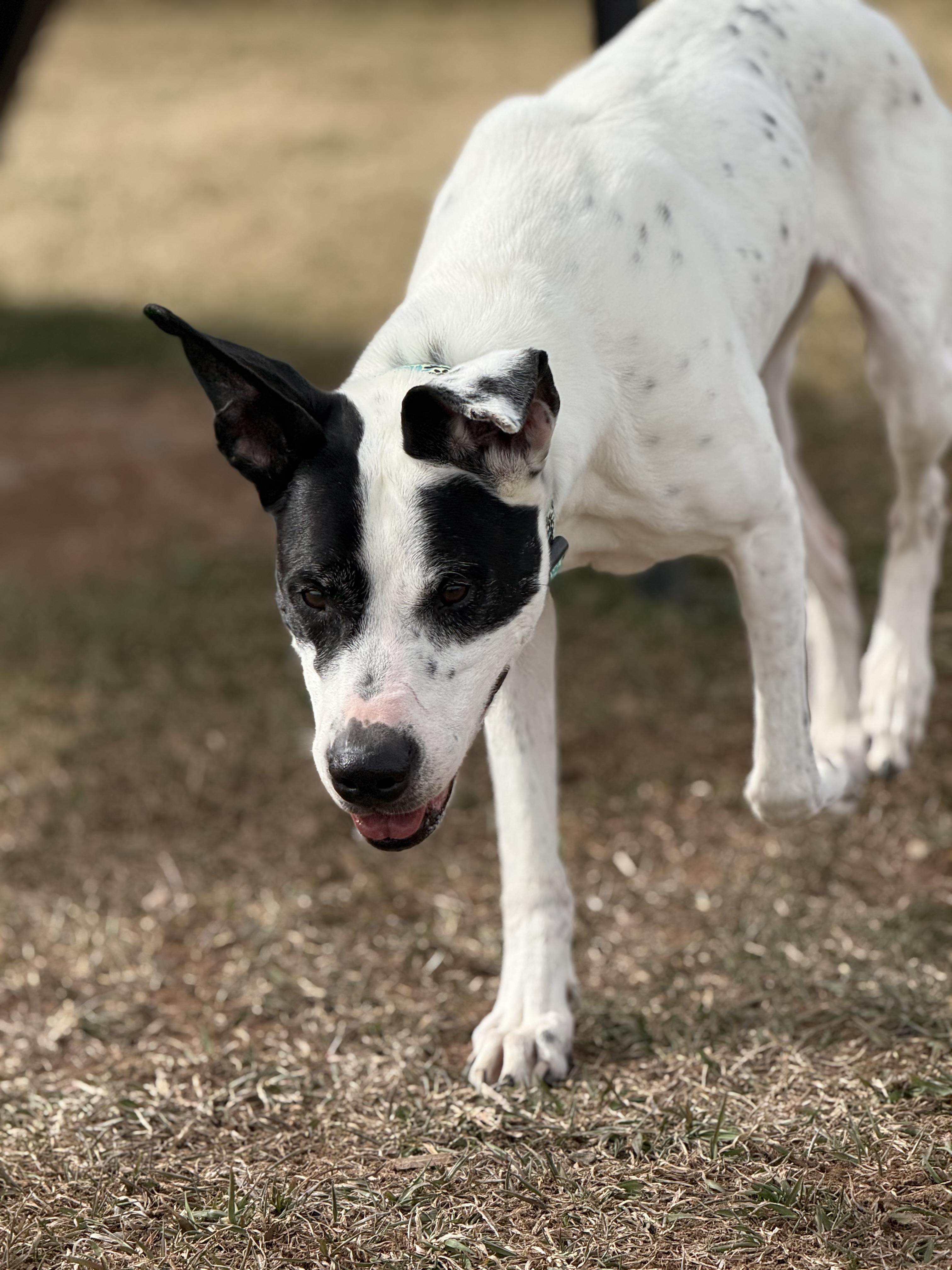 Enlarge Floki, an adoptable mixed breed in Eagle, CO image 4/6