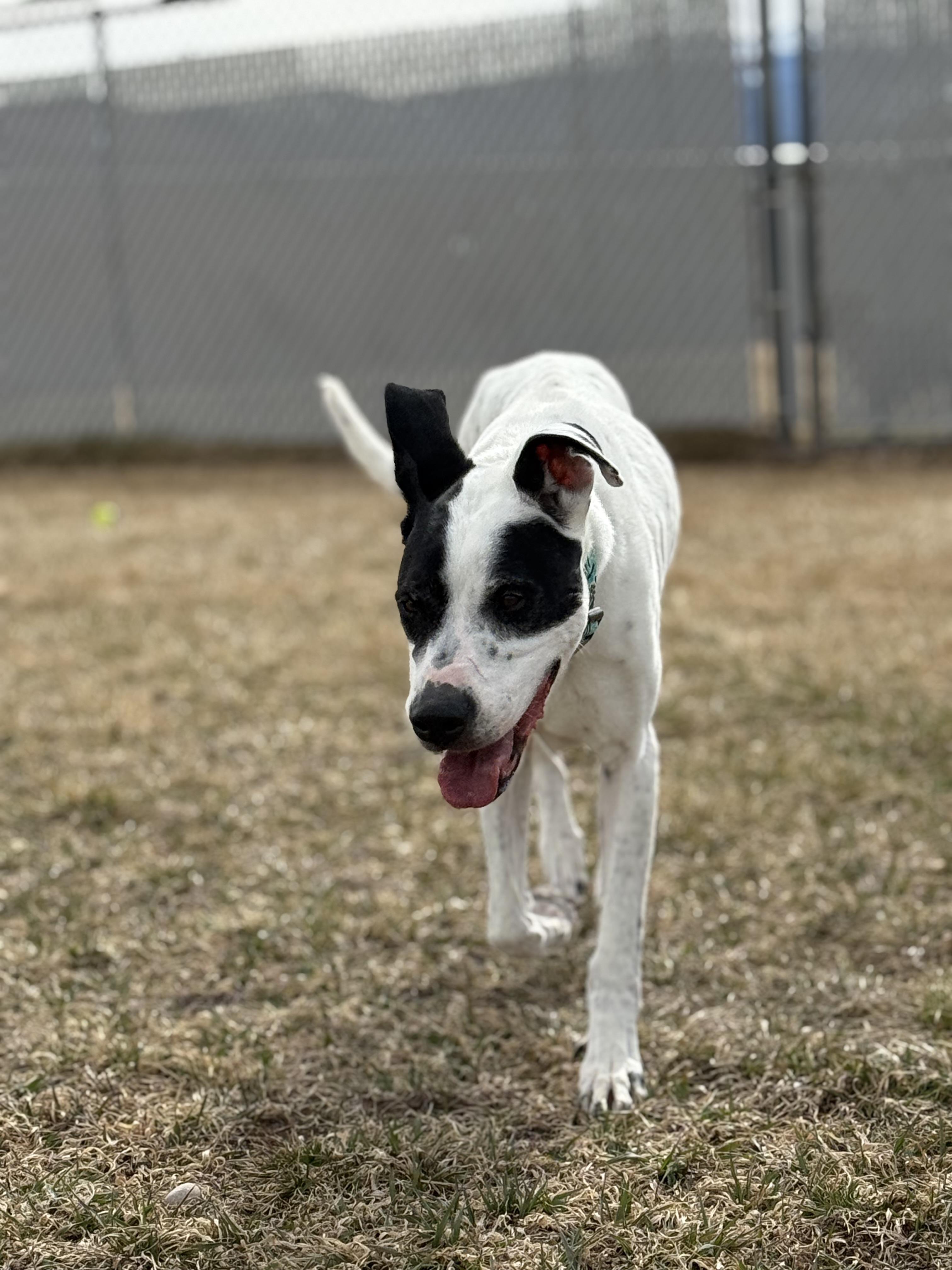 Enlarge Floki, an adoptable mixed breed in Eagle, CO image 3/6