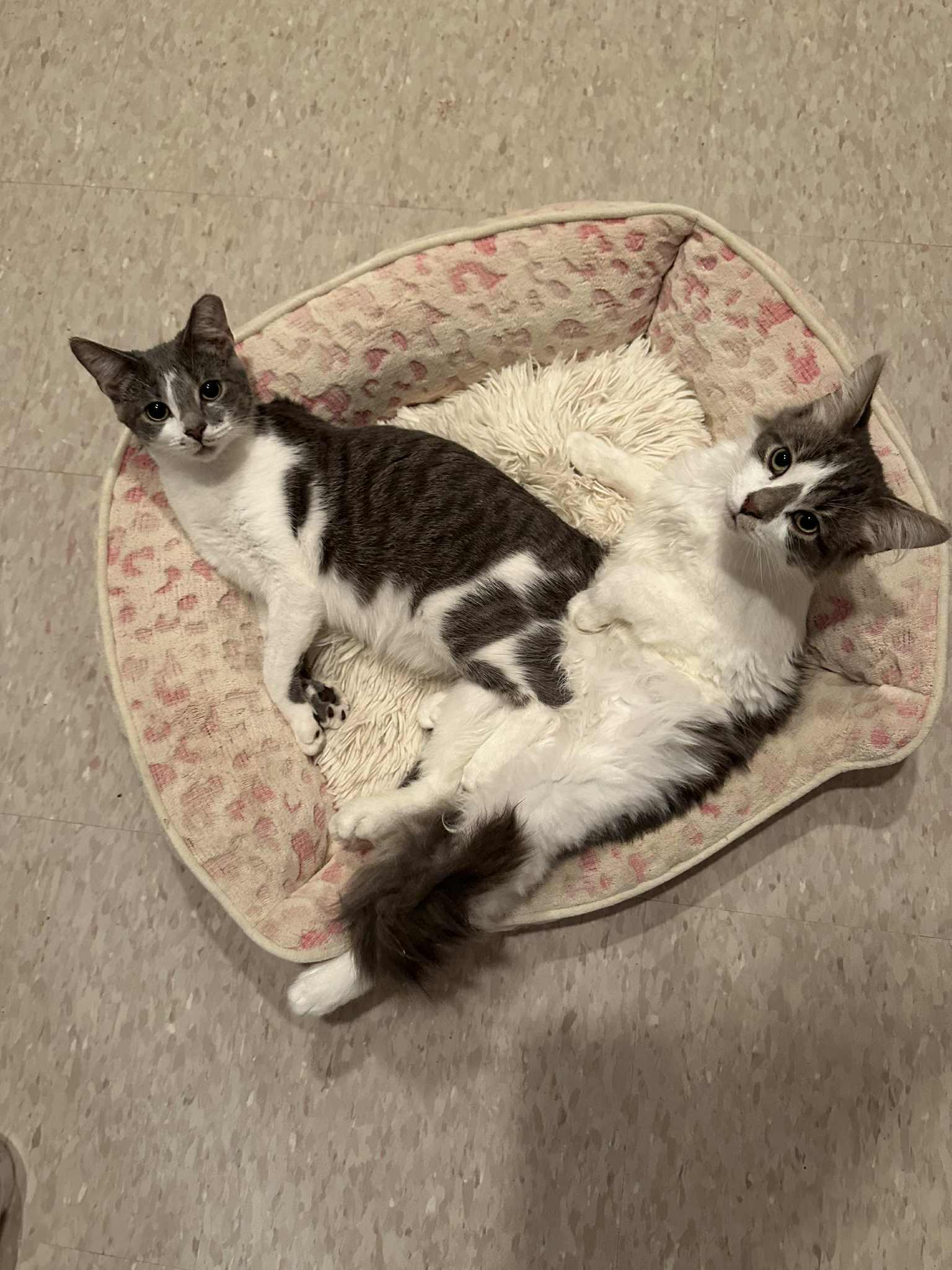 Forest & Jenny (Bonded Pair), Adoptable, Young Male Domestic Medium Hair.