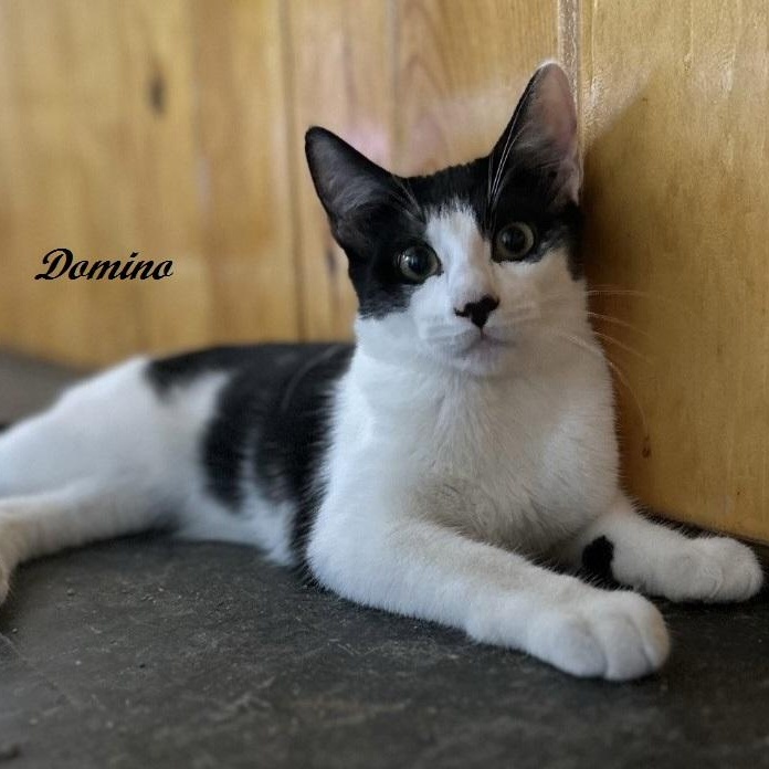 Domino