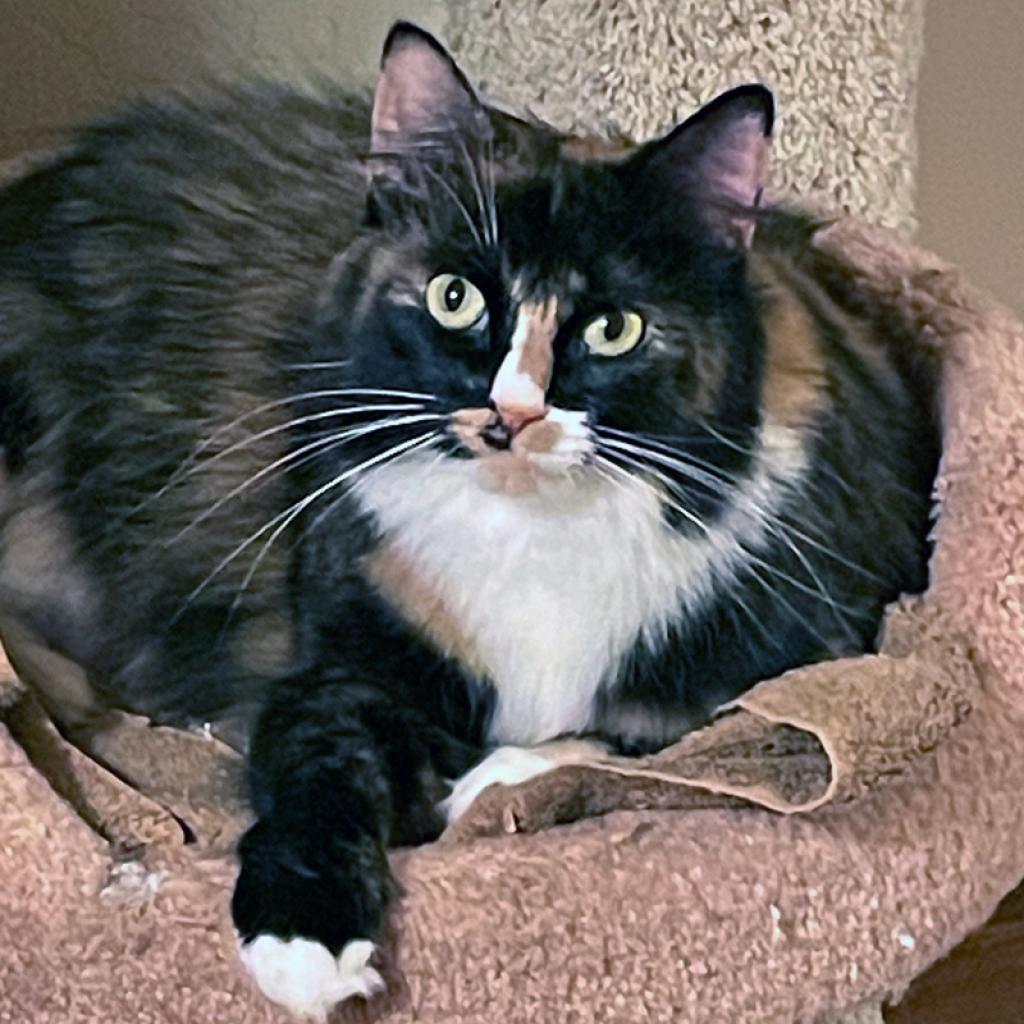Minerva, Adoptable, Senior Female Domestic Long Hair.