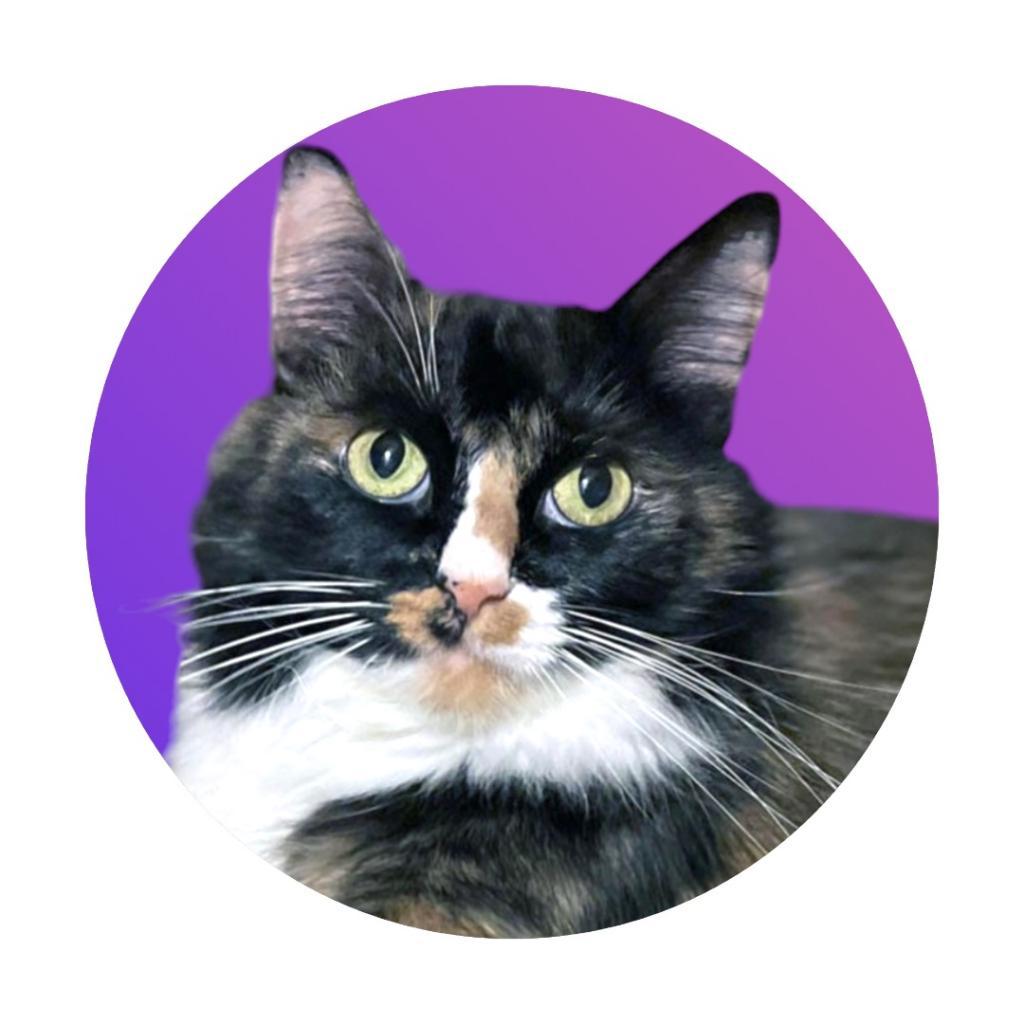 Enlarge Minerva, a Adoptable Domestic Long Hair in Pacific Grove, CA image 4/5