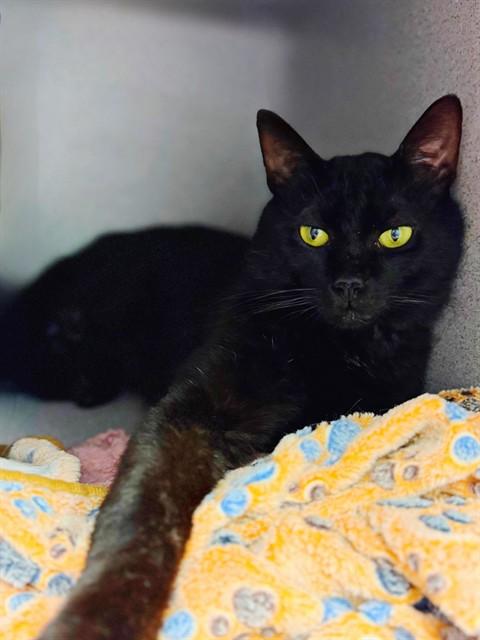 DRU, Adoptable, Young Male Domestic Short Hair.