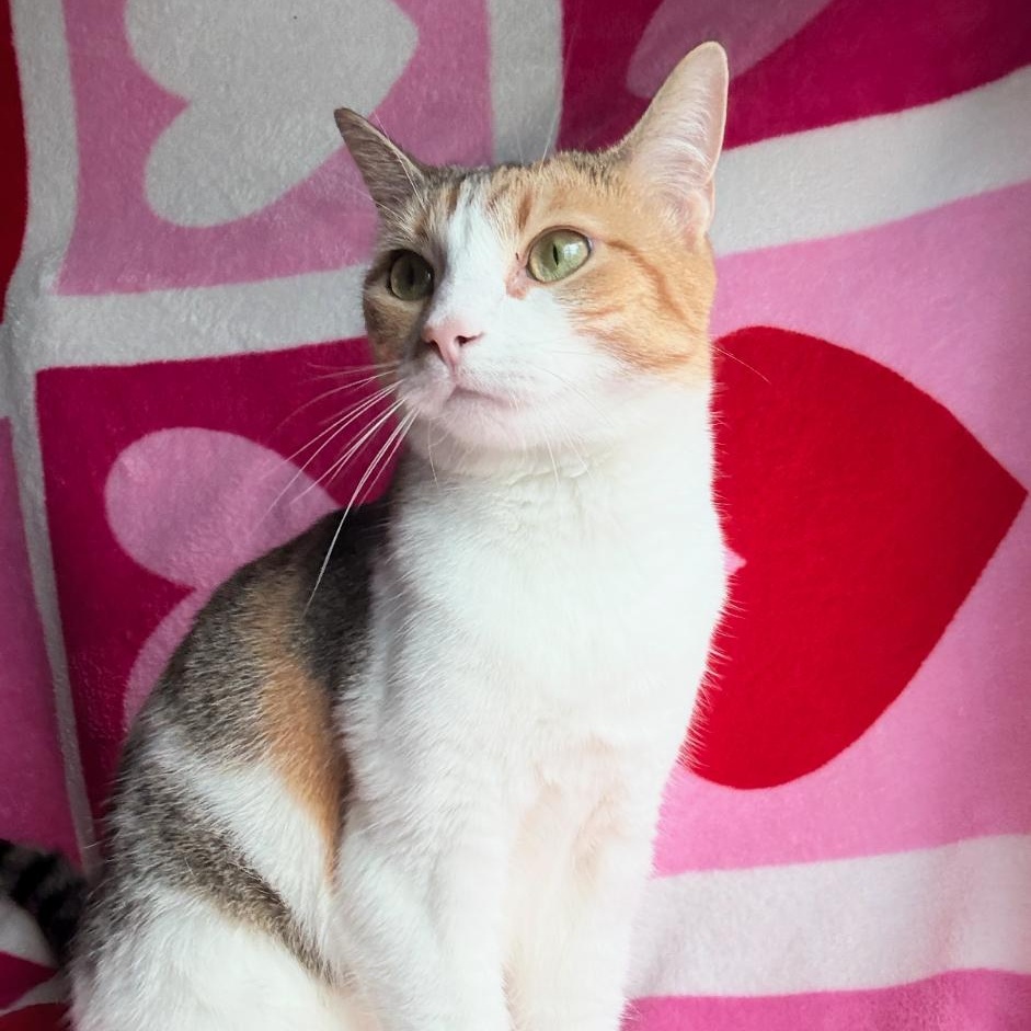 Enlarge Sophie, a ADOPTABLE Calico in Spring Lake Park, MN image 3/4