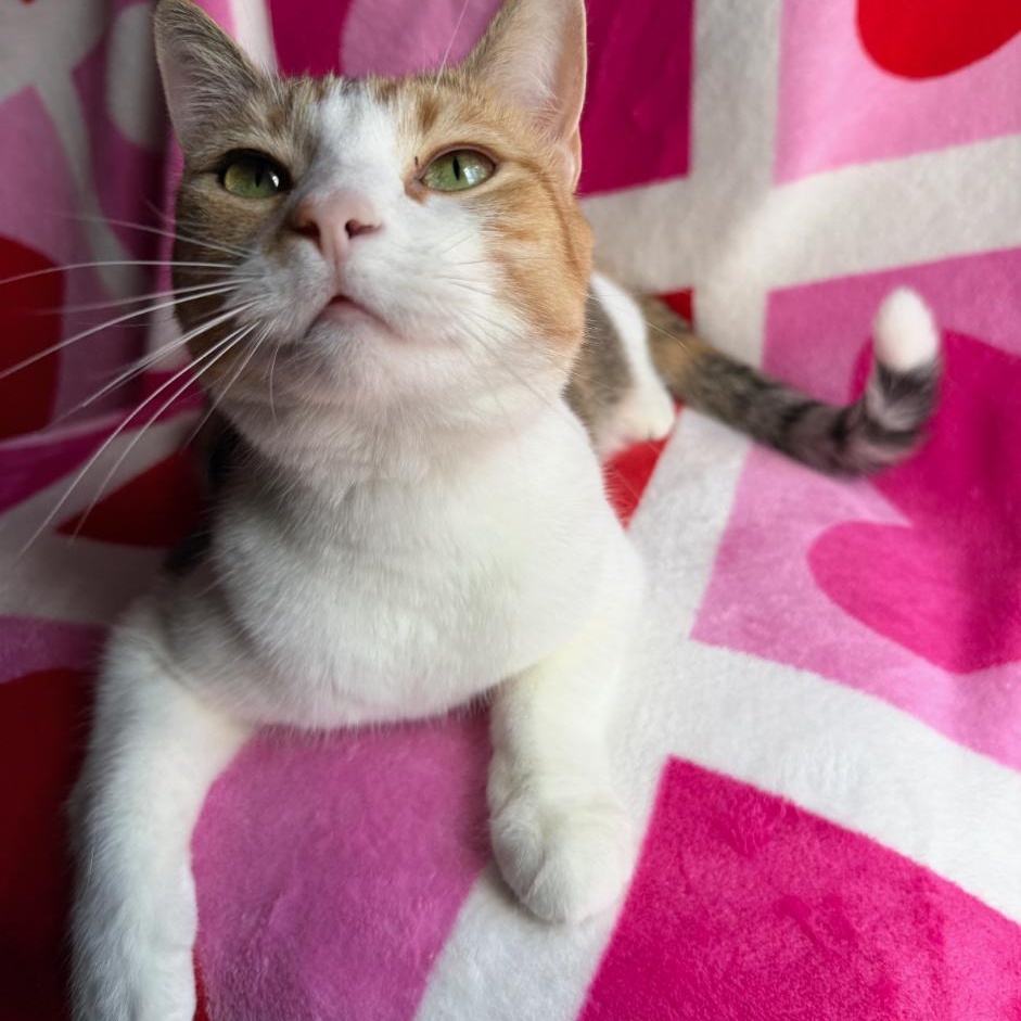 Enlarge Sophie, a ADOPTABLE Calico in Spring Lake Park, MN image 2/4