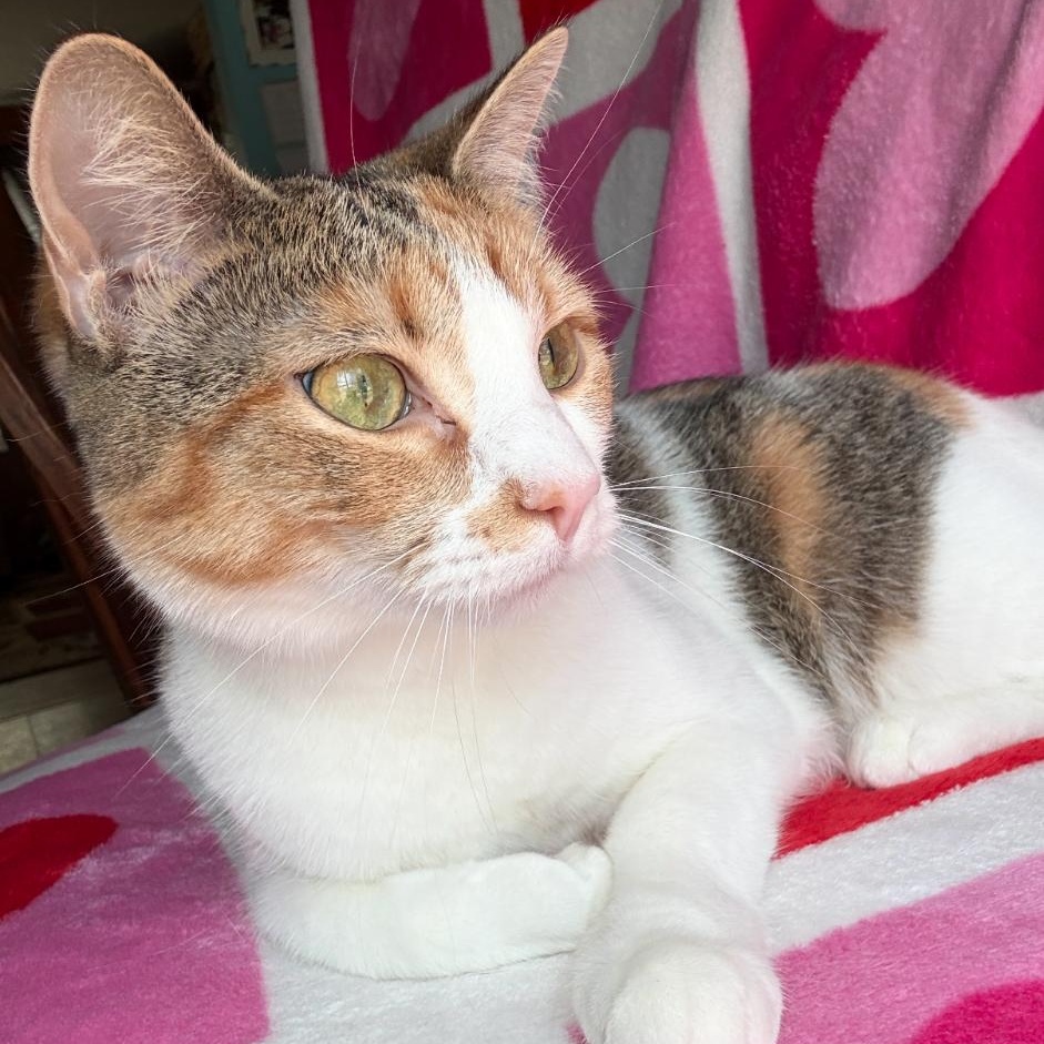 Enlarge Sophie, a ADOPTABLE Calico in Spring Lake Park, MN image 1/4