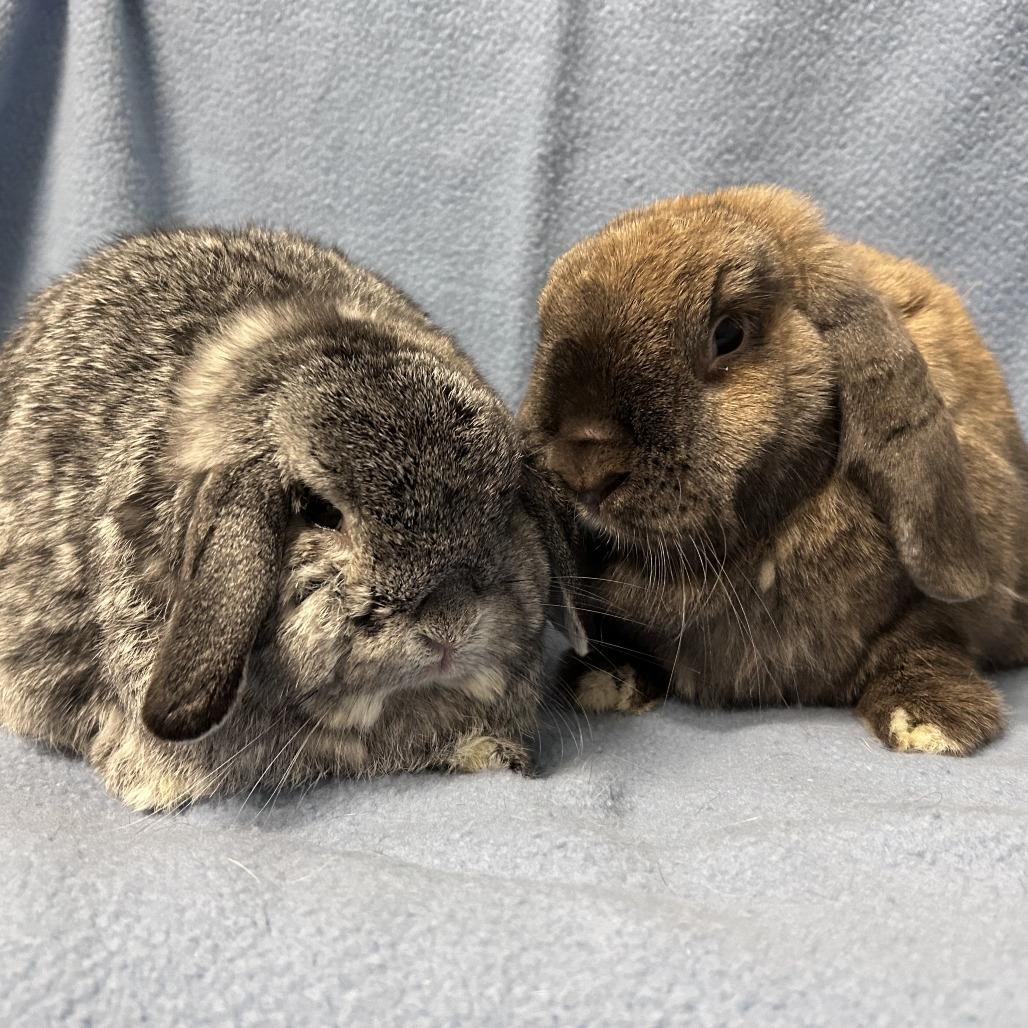 Enlarge Cinnamon (& Potato), a Adoptable Mini Lop in Oak Park, IL image 2/6