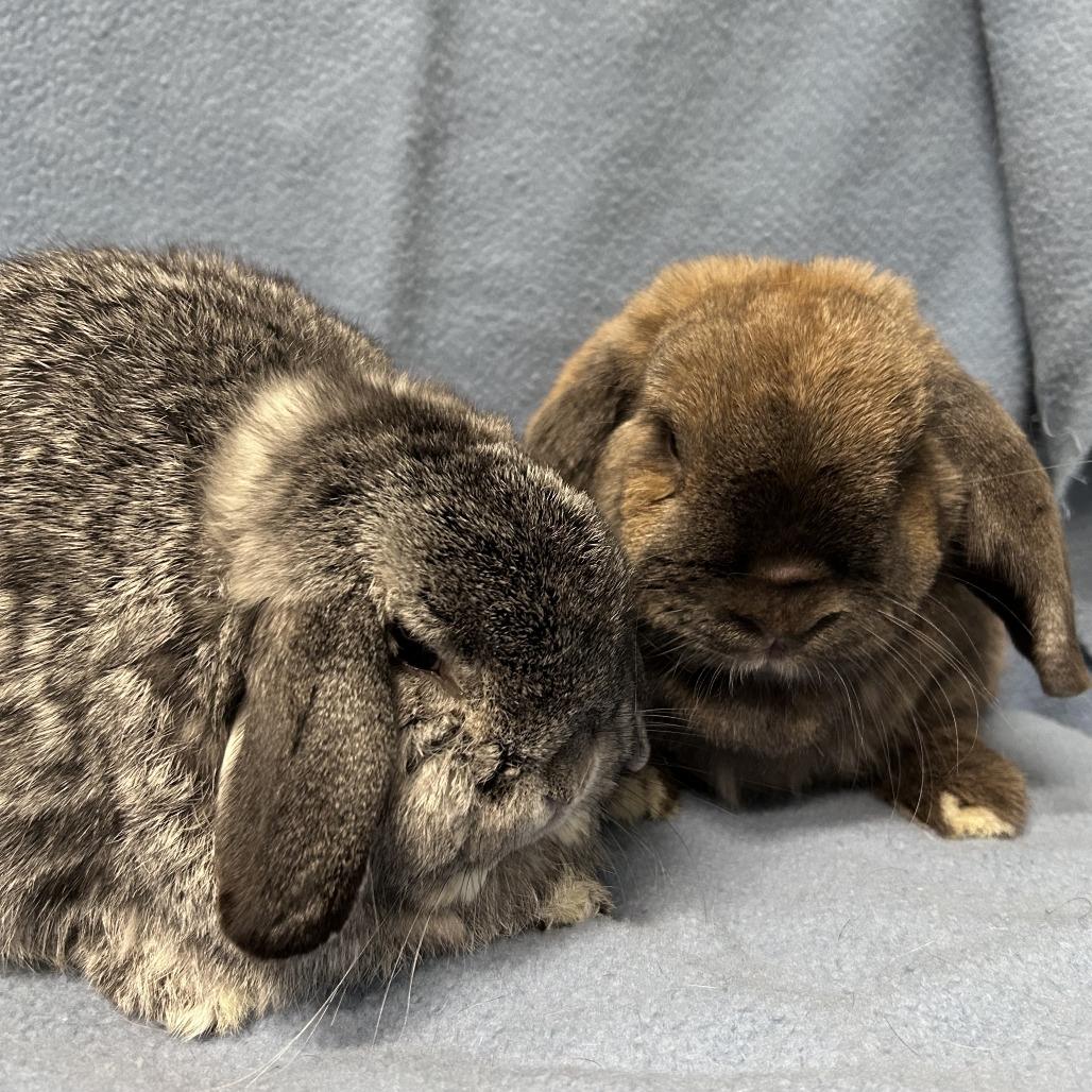 Enlarge Cinnamon (& Potato), a Adoptable Mini Lop in Oak Park, IL image 4/6