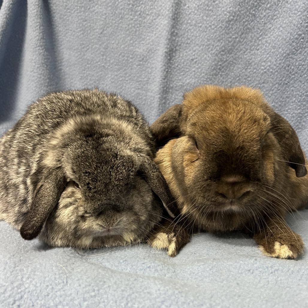 Enlarge Cinnamon (& Potato), a Adoptable Mini Lop in Oak Park, IL image 5/6
