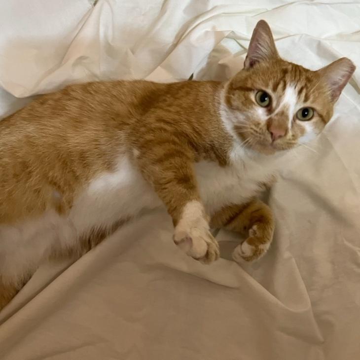 Love Bug, a Adoptable Domestic Short Hair in Cincinnati, OH image 1/2