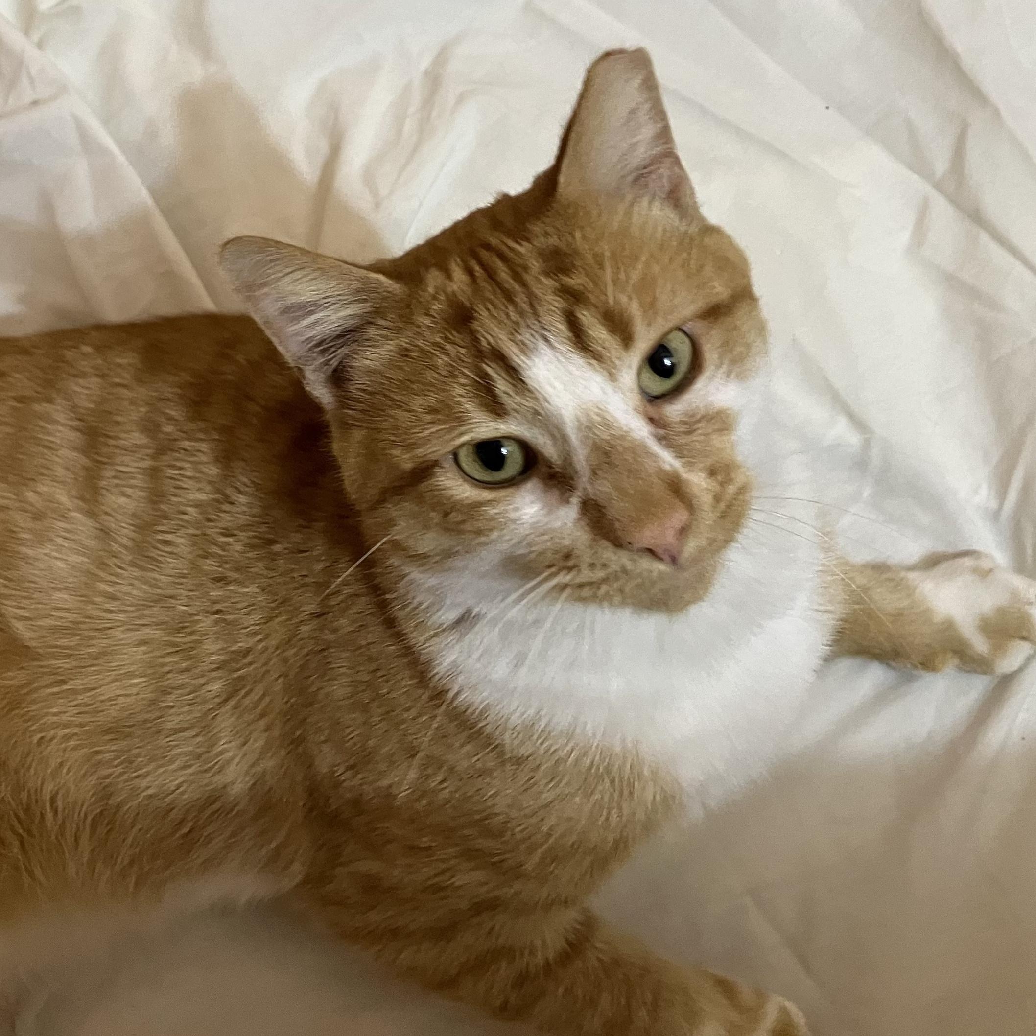 Love Bug, a Adoptable Domestic Short Hair in Cincinnati, OH image 2/2