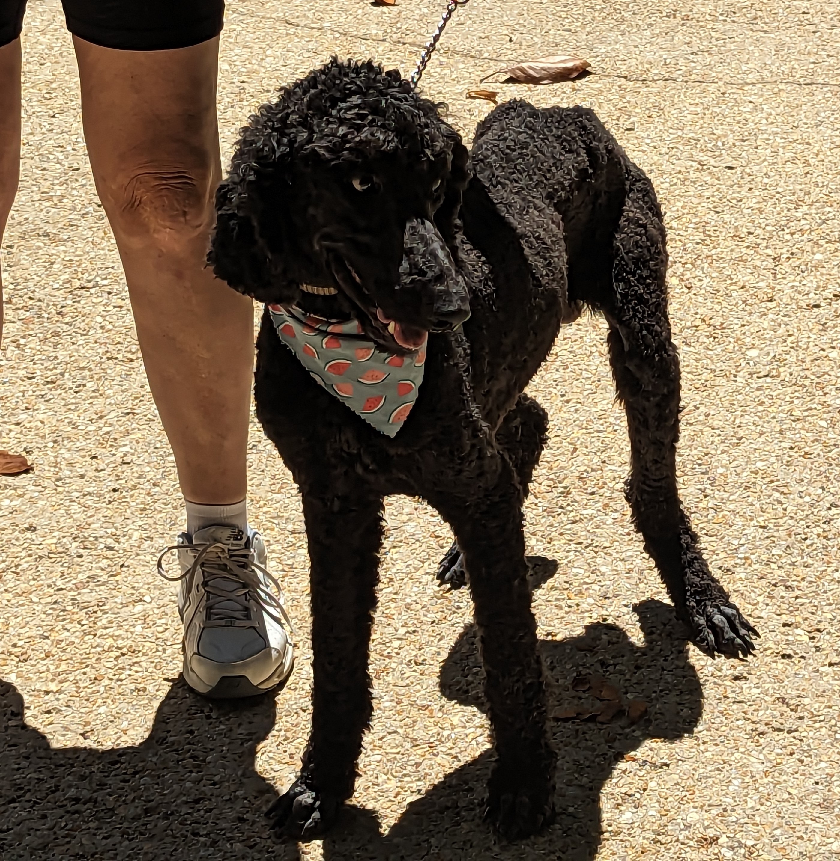Dog for adoption Chevy, a Standard Poodle in Pensacola, FL Petfinder