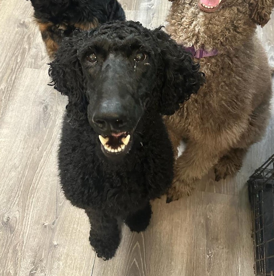Dog for adoption Chevy, a Standard Poodle in Pensacola, FL Petfinder