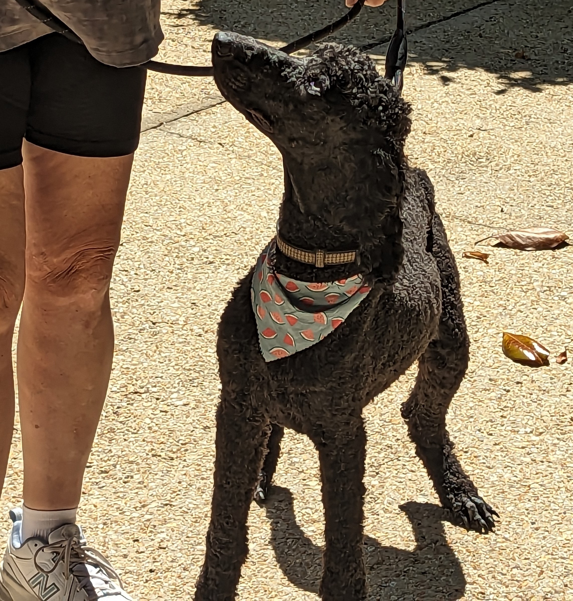 Dog for adoption Chevy, a Standard Poodle in Pensacola, FL Petfinder