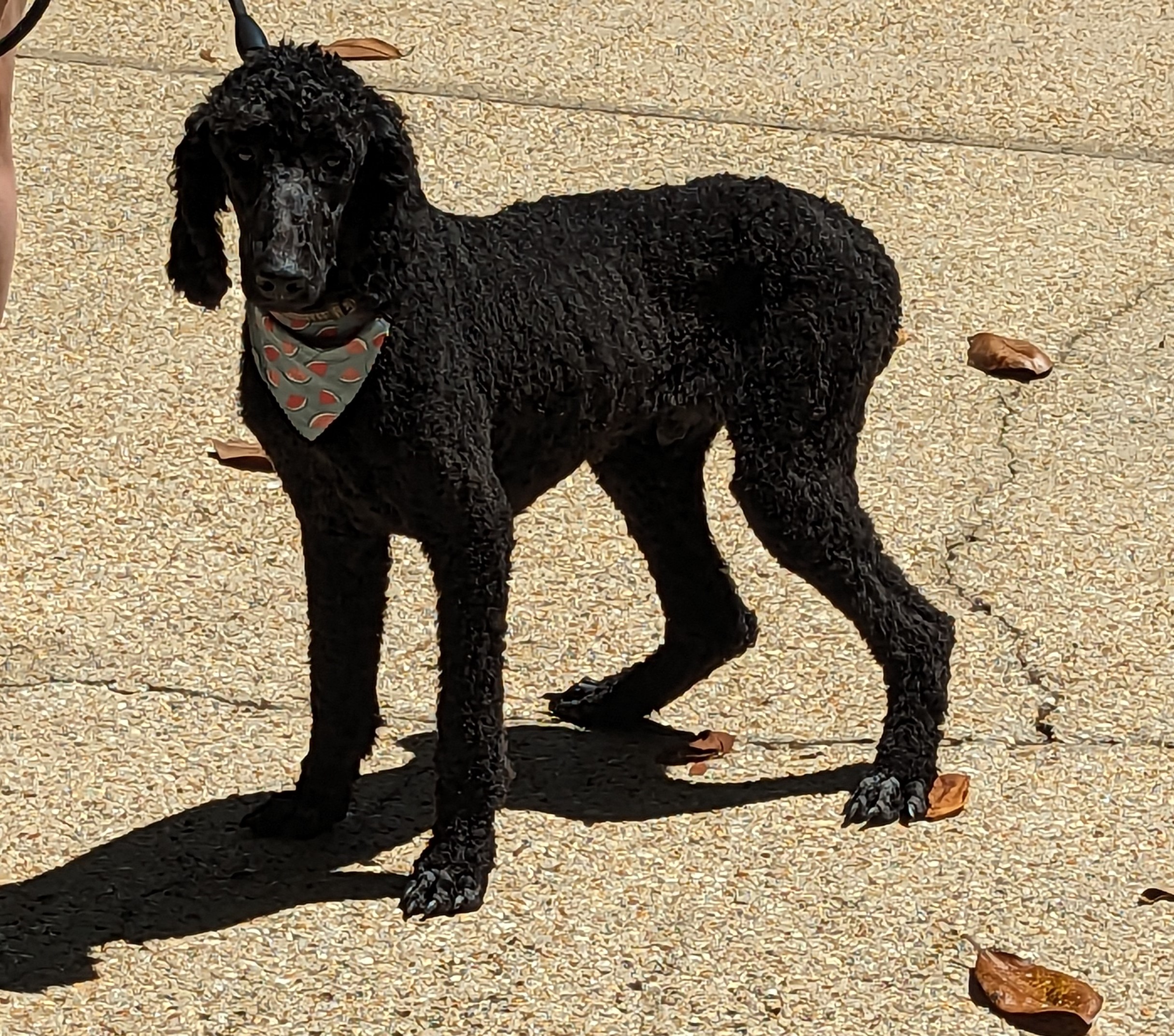 Dog for adoption Chevy, a Standard Poodle in Pensacola, FL Petfinder