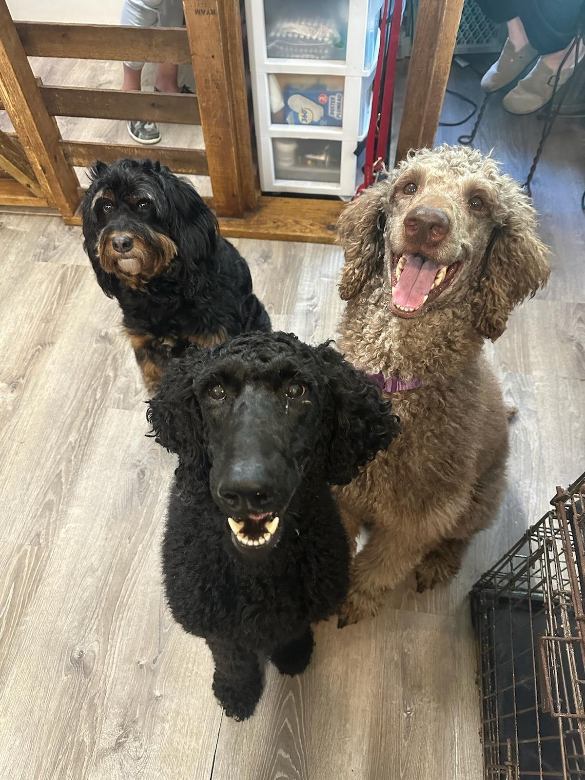 Dog for adoption Chevy, a Standard Poodle in Pensacola, FL Petfinder