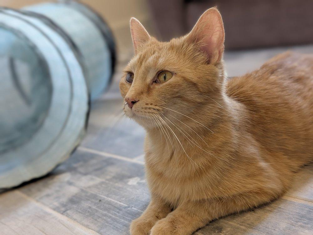 Solara, Adult Female Domestic Short Hair