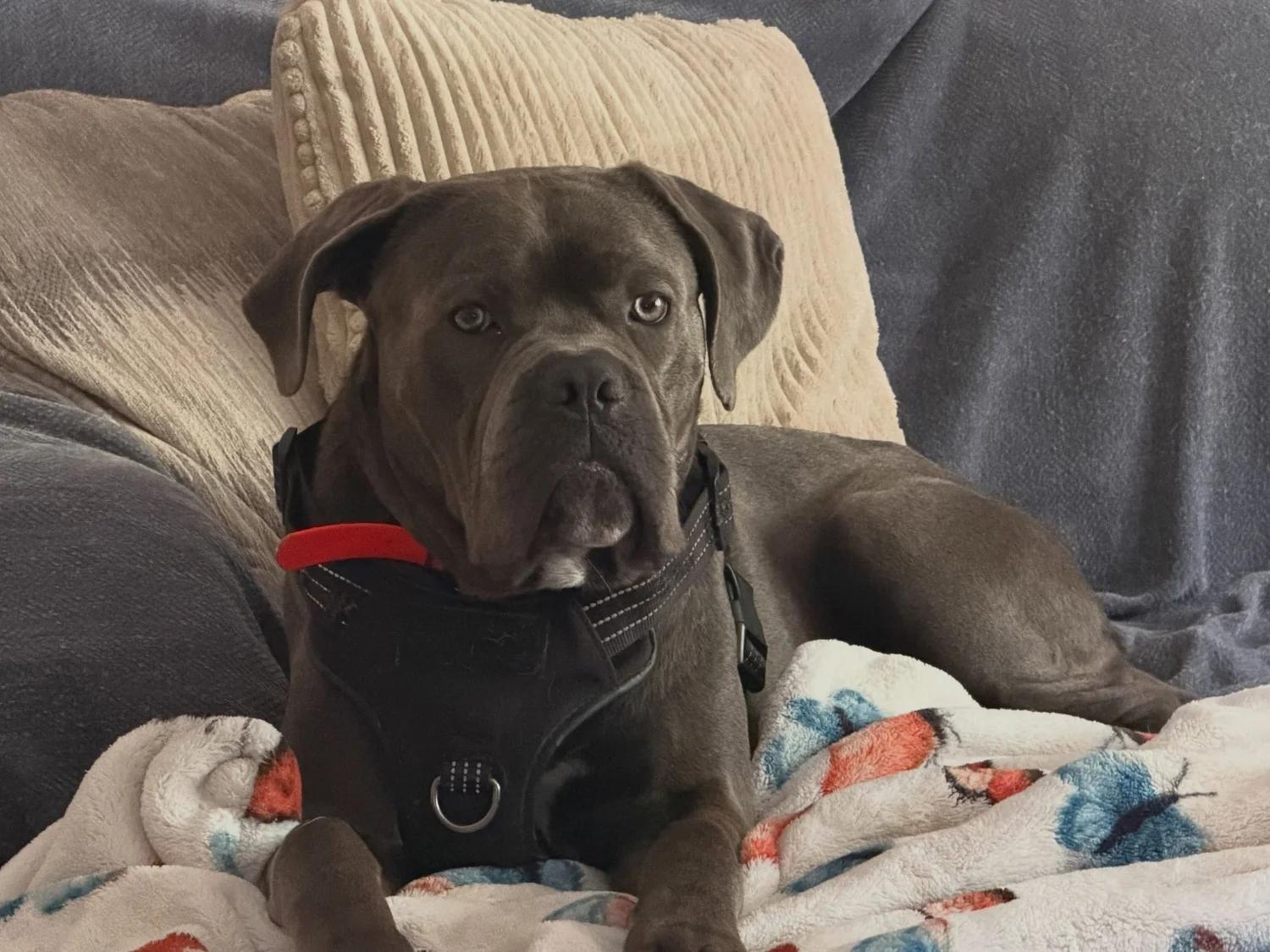 Enlarge Blue AKA Moose, a Adopted Cane Corso in Minneapolis, MN image 5/6