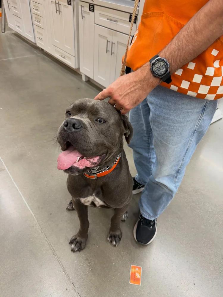 Enlarge Blue AKA Moose, a Adopted Cane Corso in Minneapolis, MN image 3/6