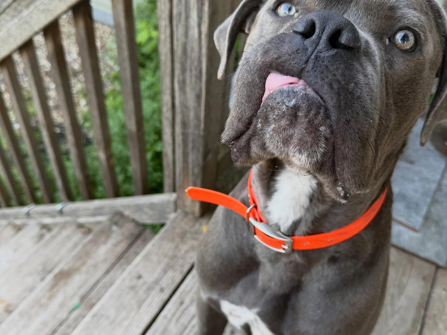 Enlarge Blue AKA Moose, a Adopted Cane Corso in Minneapolis, MN image 1/6