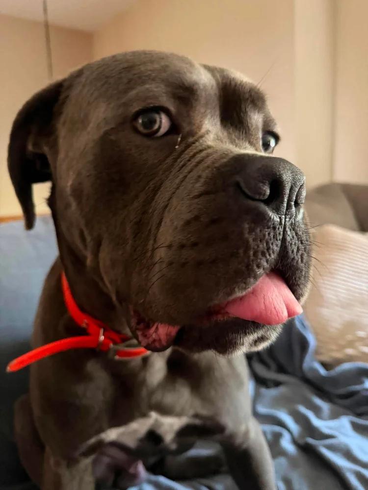 Enlarge Blue AKA Moose, a Adopted Cane Corso in Minneapolis, MN image 2/6