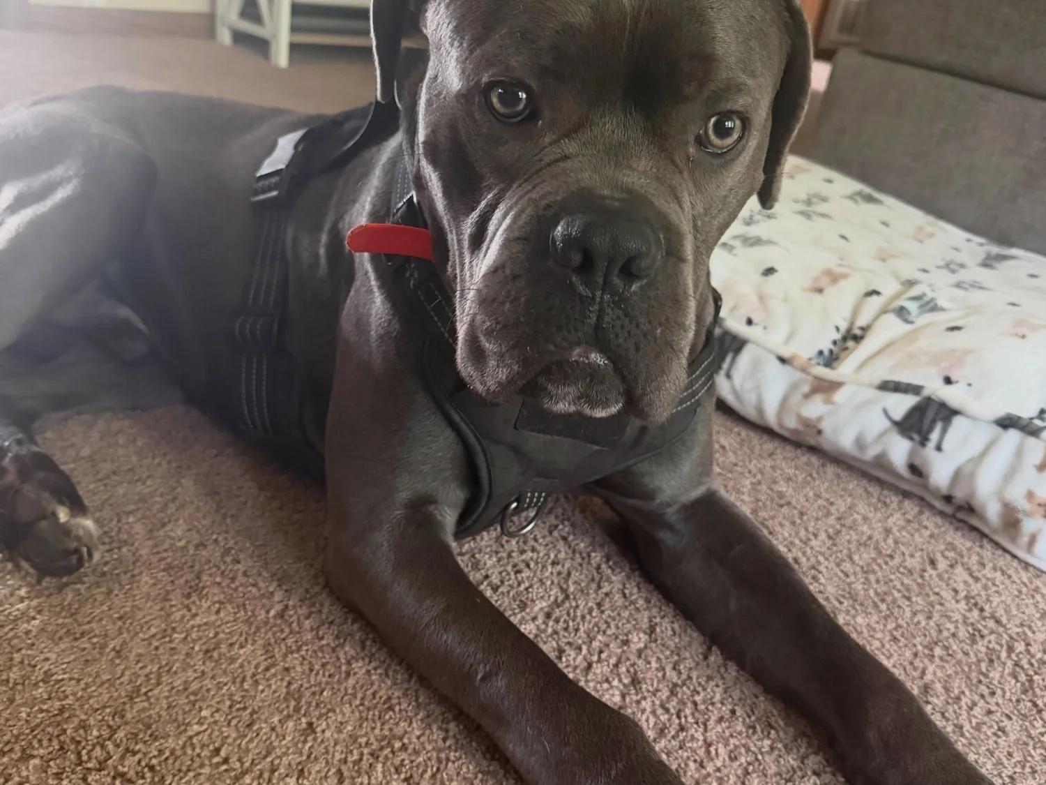 Enlarge Blue AKA Moose, a Adopted Cane Corso in Minneapolis, MN image 6/6