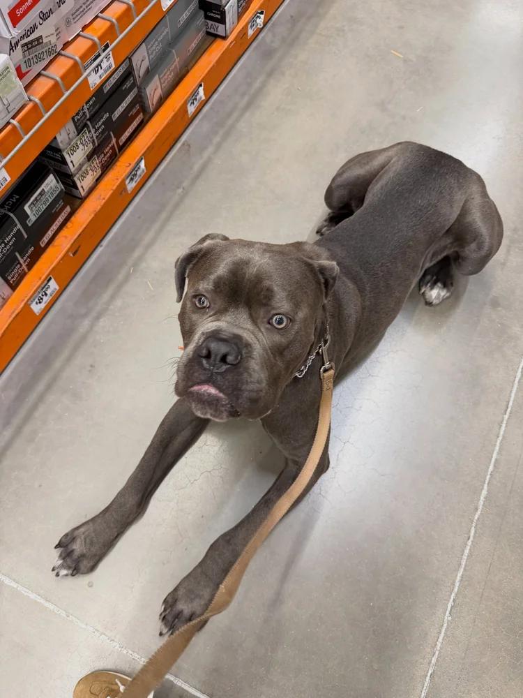 Enlarge Blue AKA Moose, a Adopted Cane Corso in Minneapolis, MN image 4/6