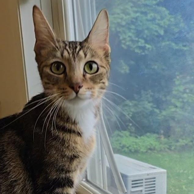 Fatima, a ADOPTABLE Domestic Short Hair in Red Wing, MN image 2/4