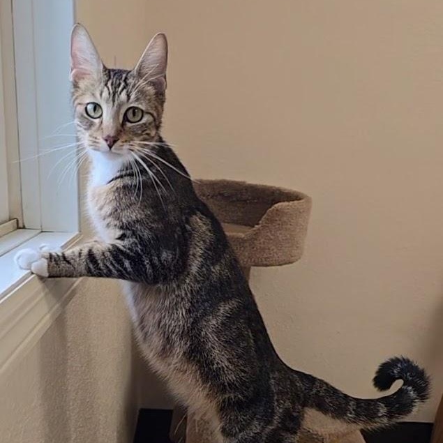 Fatima, a ADOPTABLE Domestic Short Hair in Red Wing, MN image 1/4