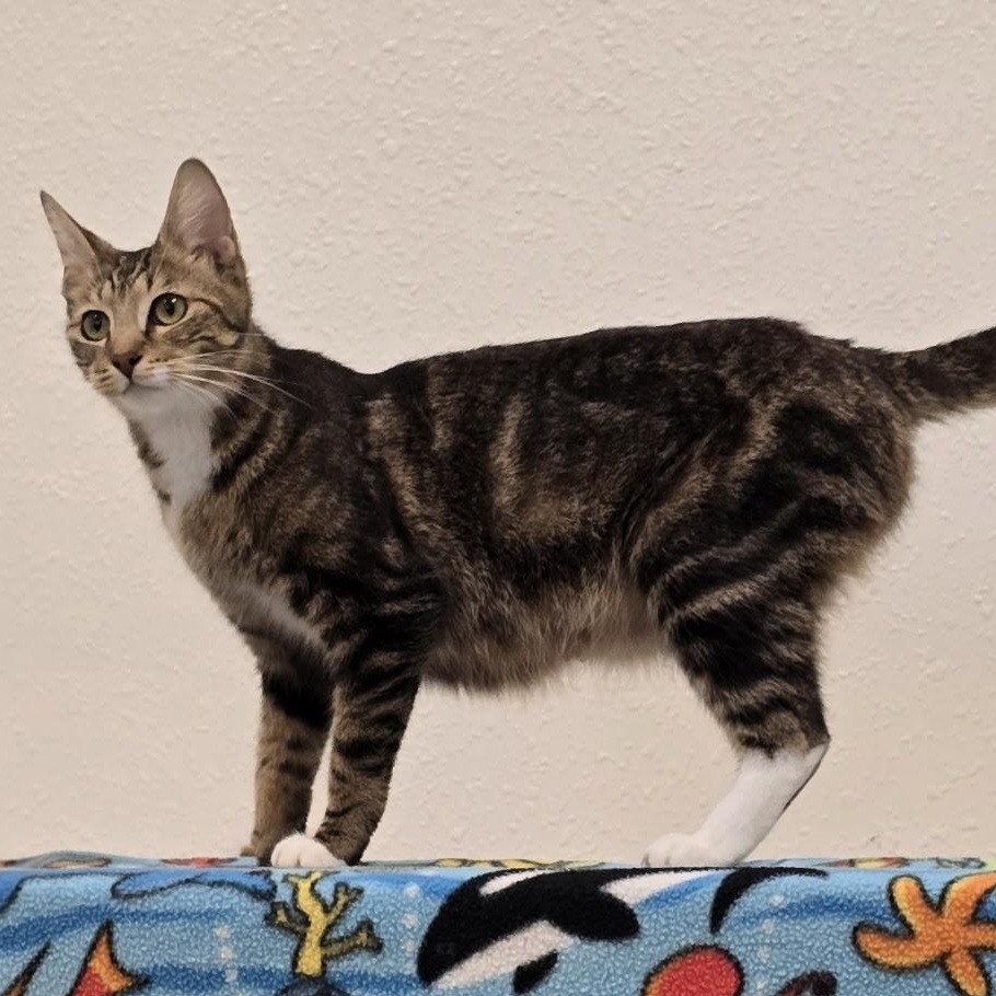 Fatima, a ADOPTABLE Domestic Short Hair in Red Wing, MN image 3/4