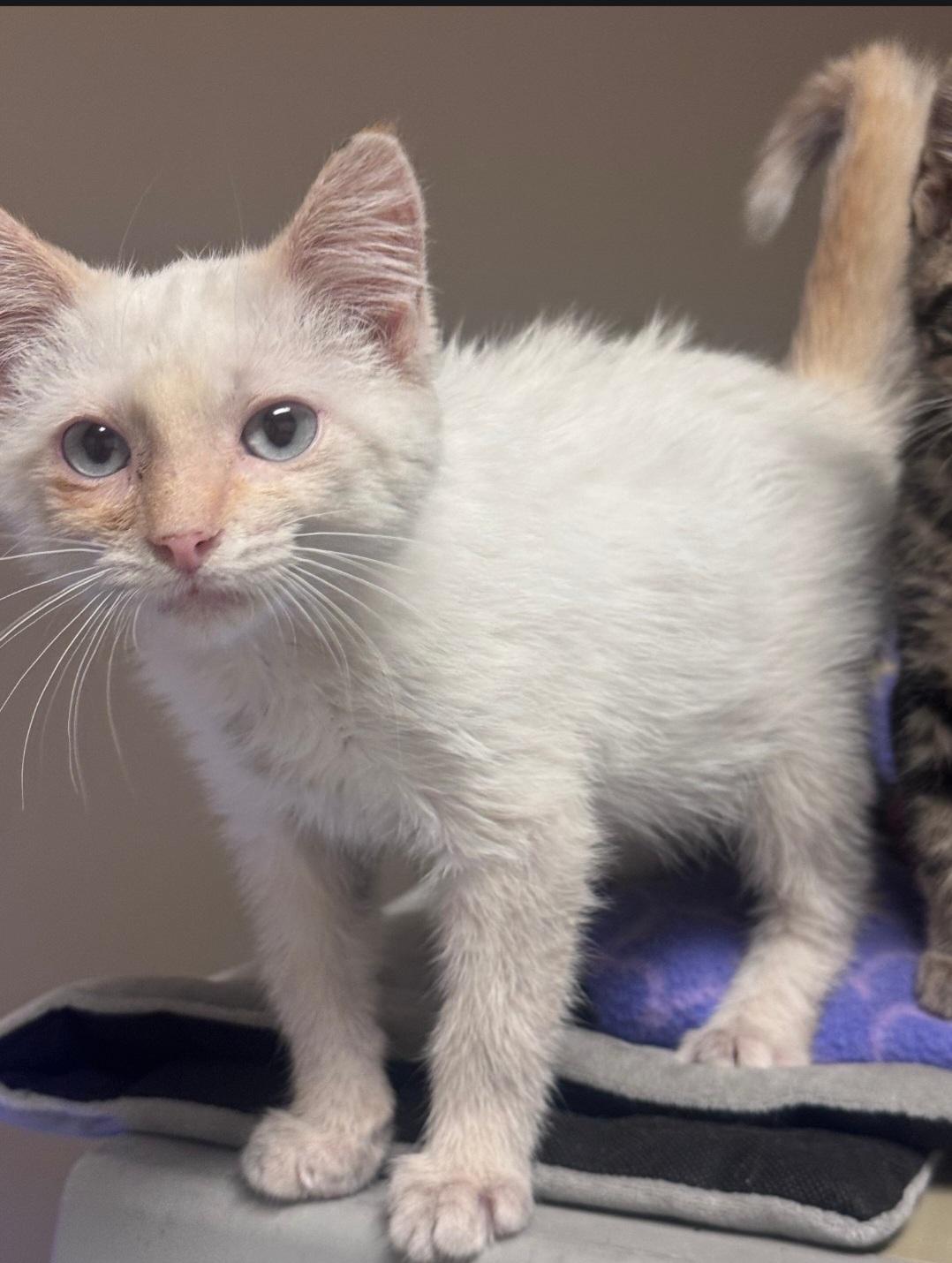 Enlarge Butterbean, a Adopted Siamese in Columbia, MO image 2/2