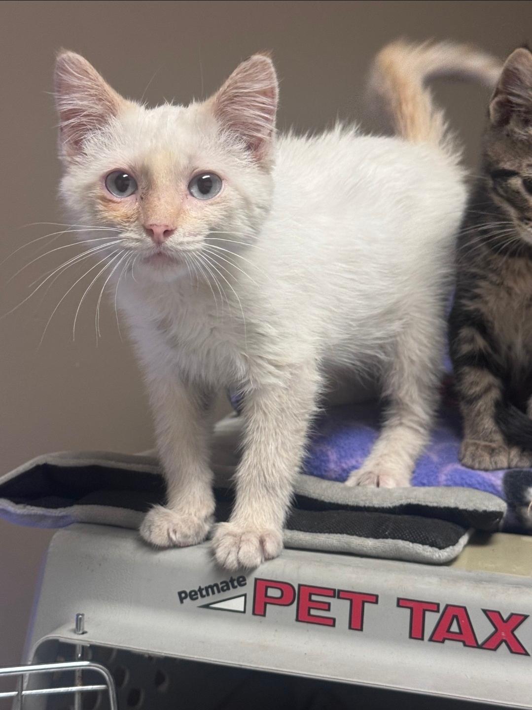 Enlarge Butterbean, a Adopted Siamese in Columbia, MO image 1/2