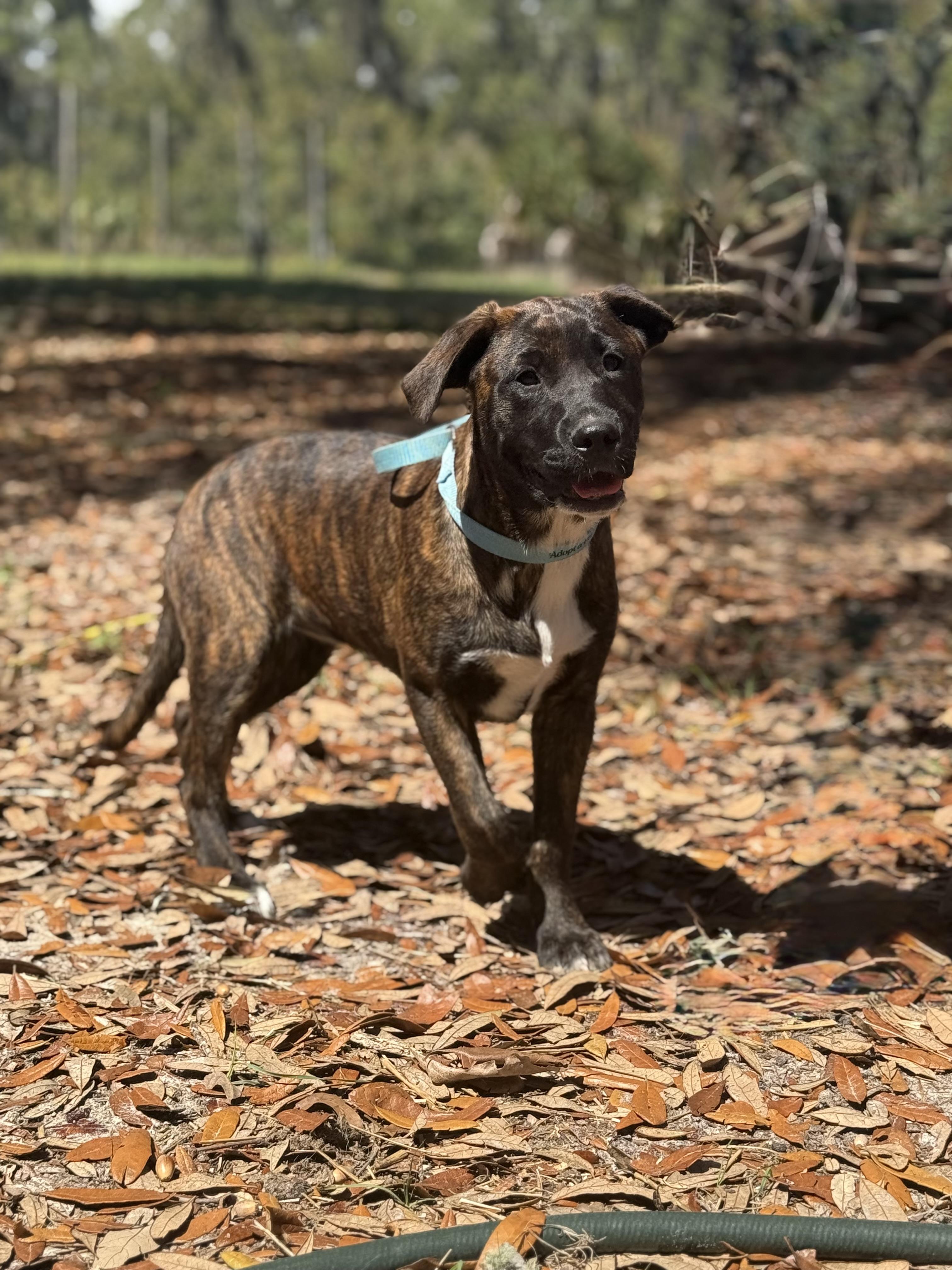 Enlarge Deana Carter, a ADOPTABLE mixed breed in DELTONA, FL image 5/5