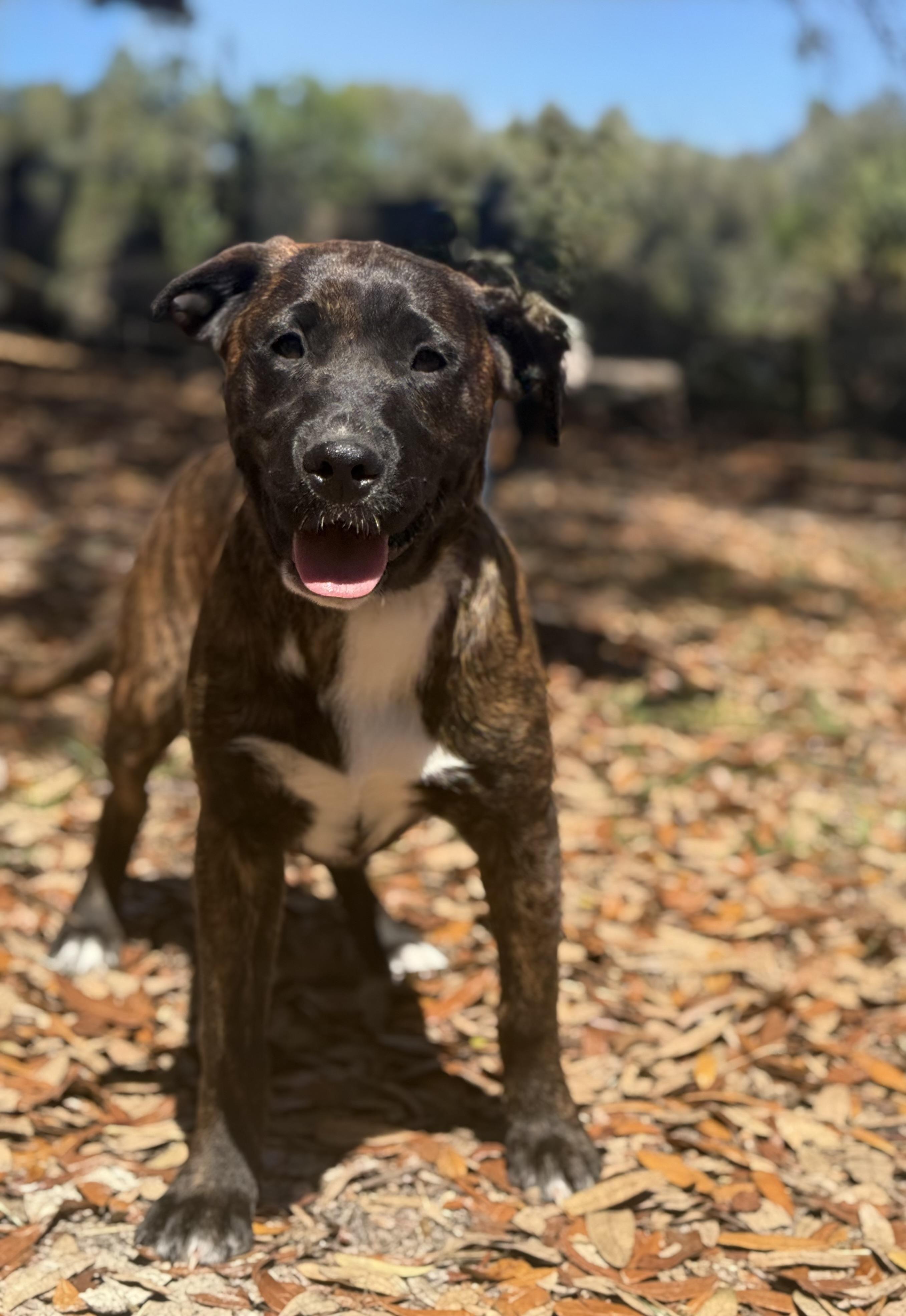 Enlarge Deana Carter, a ADOPTABLE mixed breed in DELTONA, FL image 4/5