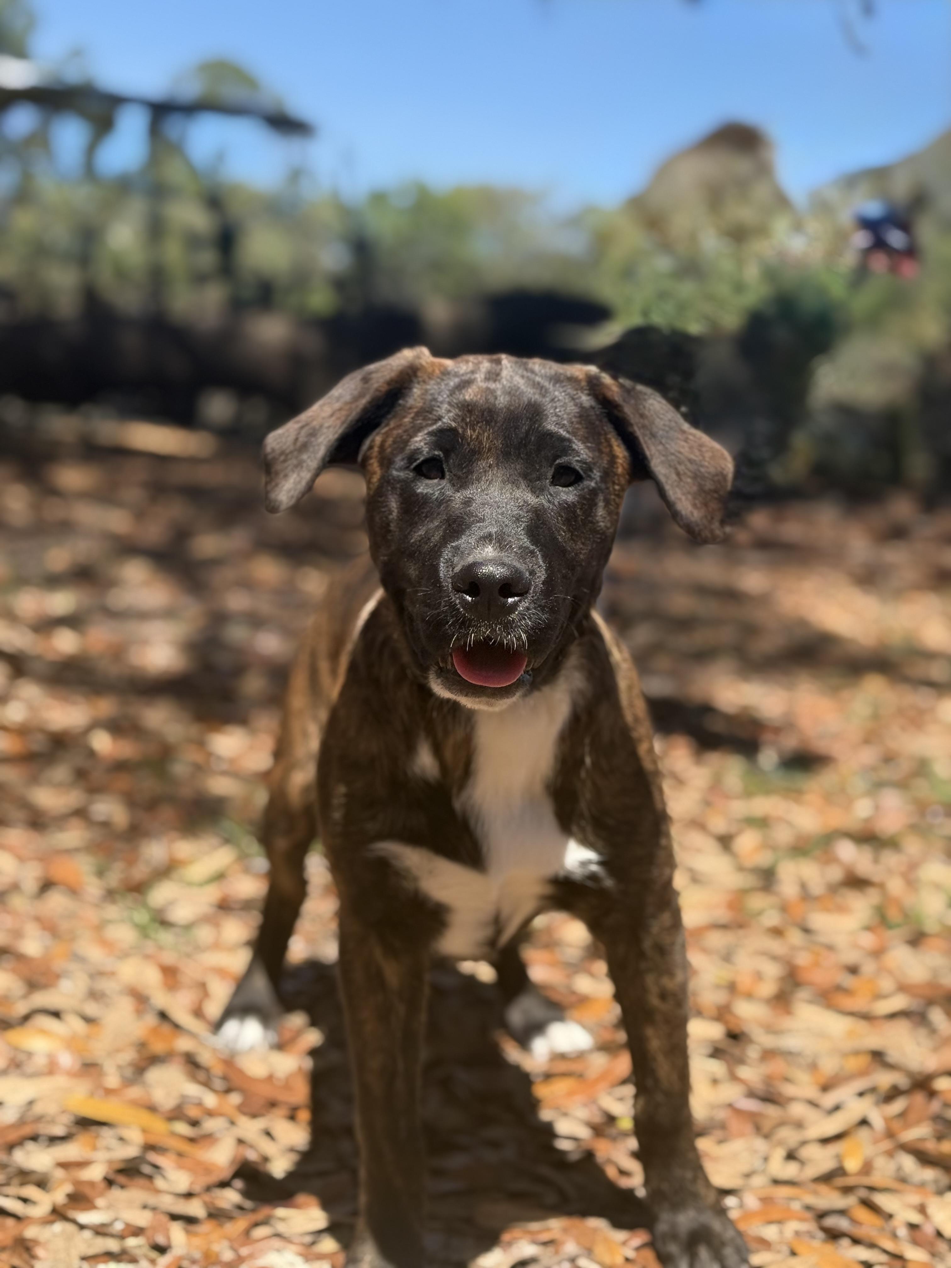 Deana Carter, ADOPTABLE, Young Female Golden Retriever & Australian Cattle Dog / Blue Heeler.