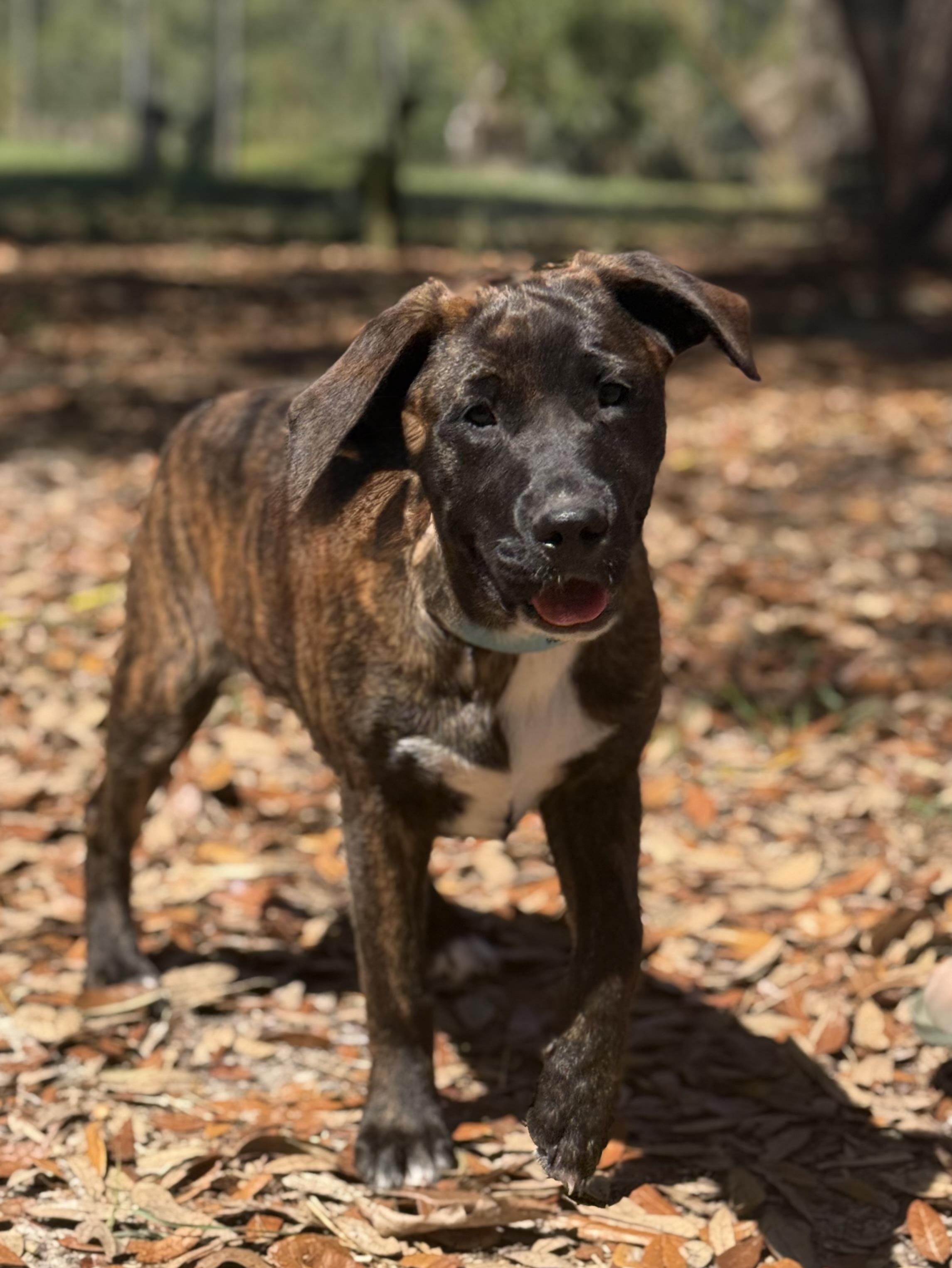Enlarge Deana Carter, a ADOPTABLE mixed breed in DELTONA, FL image 3/5