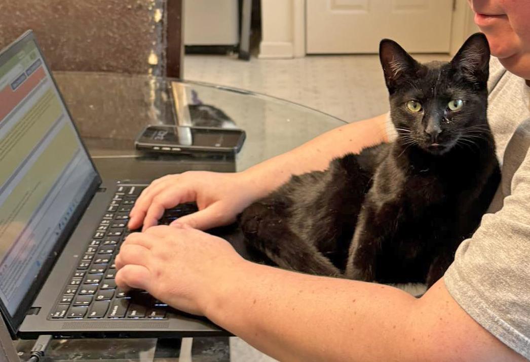 Miles, Adoptable, Kitten Male Domestic Short Hair.