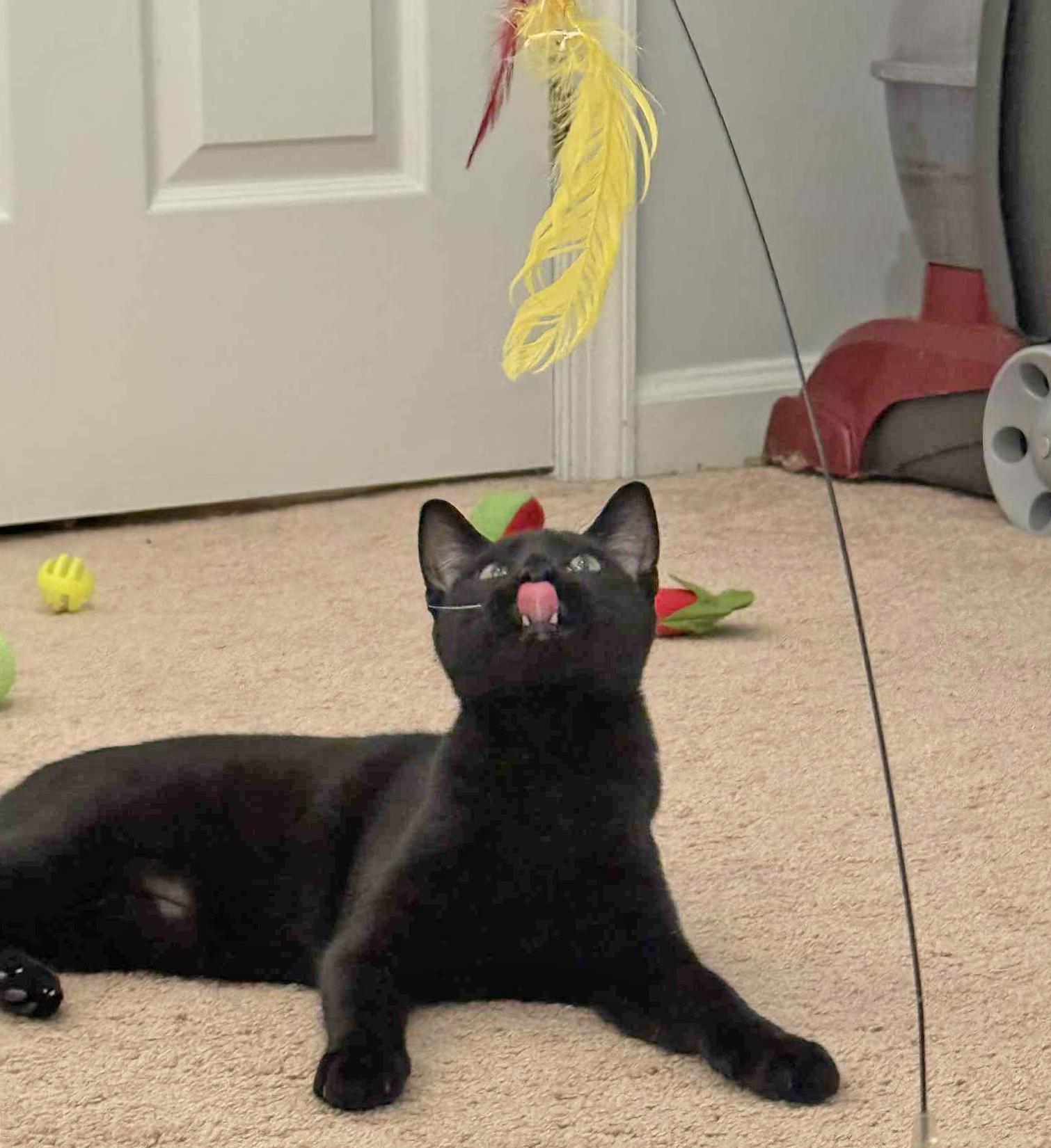 Enlarge Miles, a Adoptable Domestic Short Hair in Harrisburg, PA image 1/6