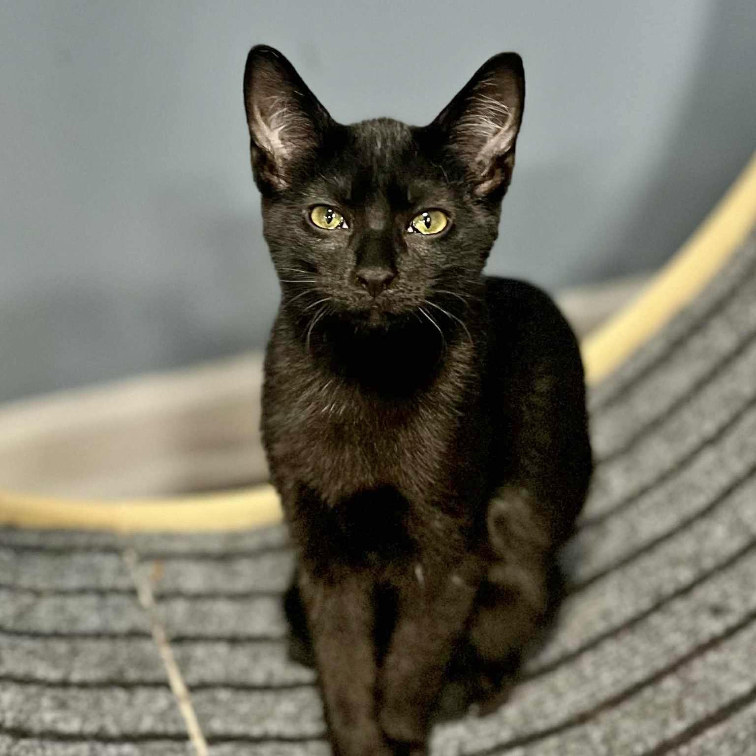 Enlarge Miles, a Adoptable Domestic Short Hair in Harrisburg, PA image 2/6