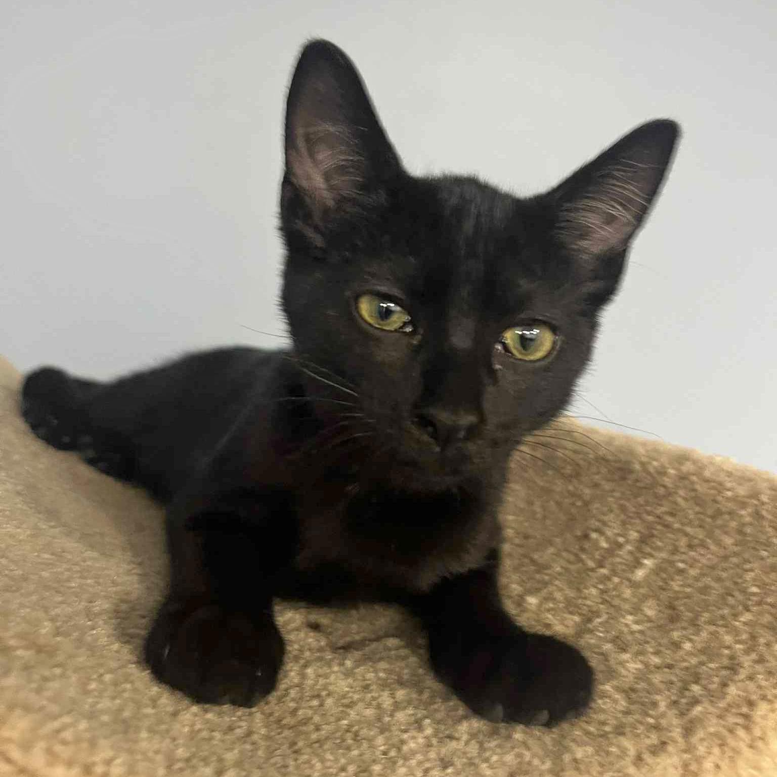 Enlarge Miles, a Adoptable Domestic Short Hair in Harrisburg, PA image 4/6