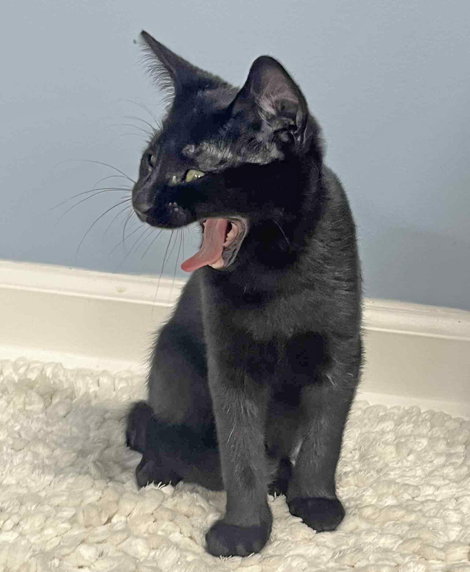 Enlarge Miles, a Adoptable Domestic Short Hair in Harrisburg, PA image 5/6