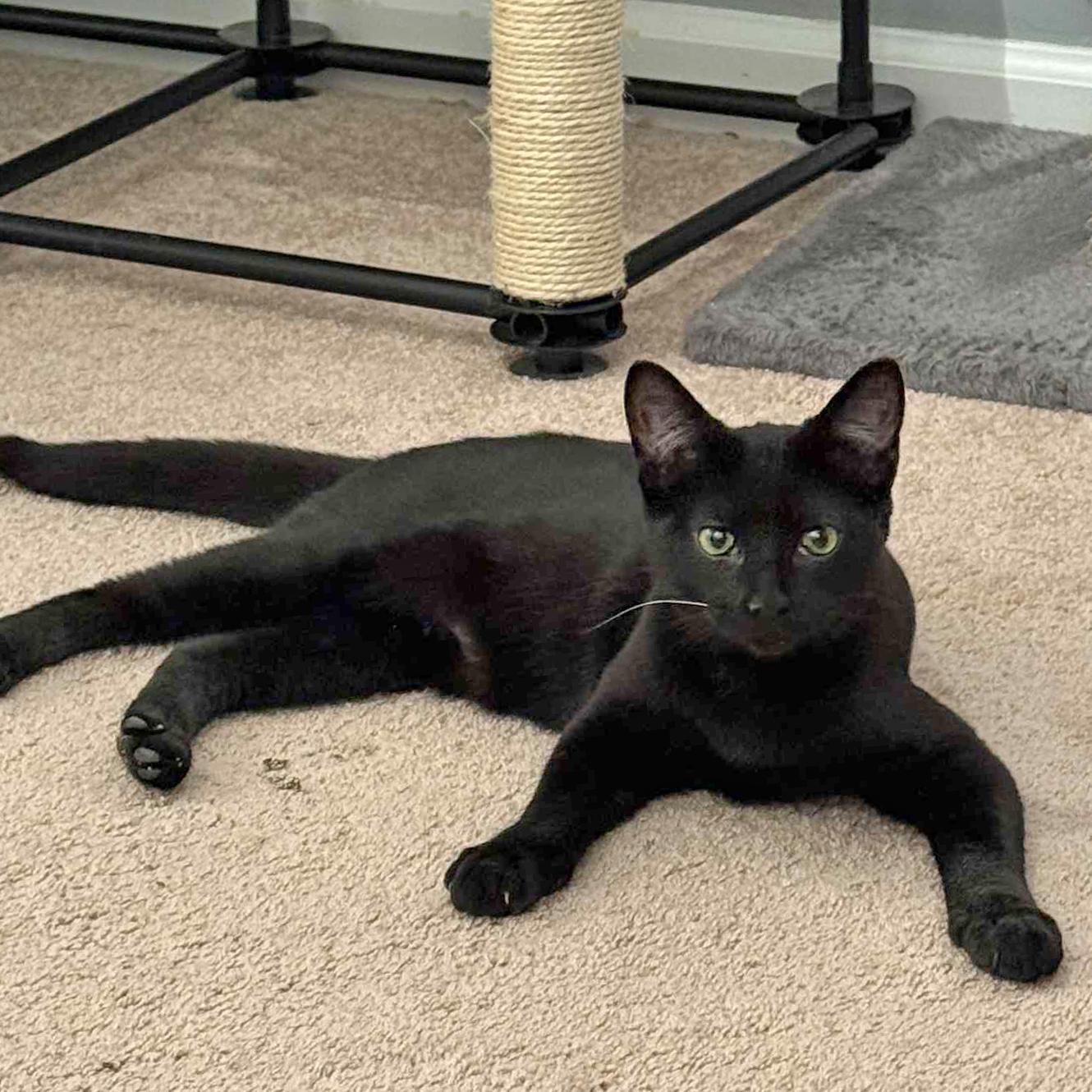 Miles, Adoptable, Kitten Male Domestic Short Hair.