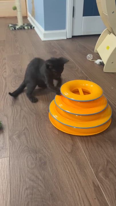 Enlarge Miles, a Adoptable Domestic Short Hair in Harrisburg, PA video 6/6