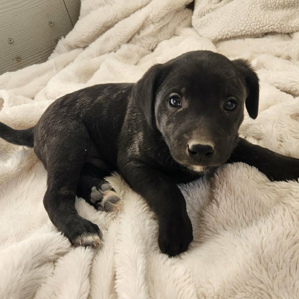 Knox JuM — thumbnail 2