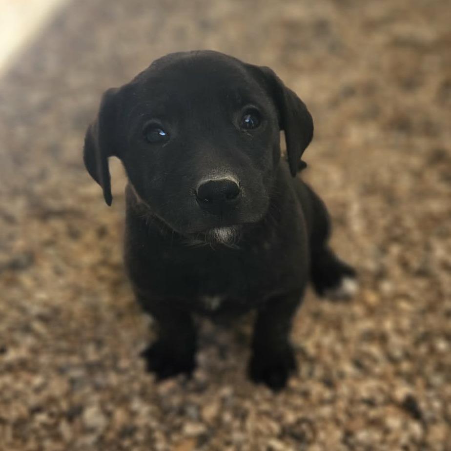 Knox JuM — thumbnail 3