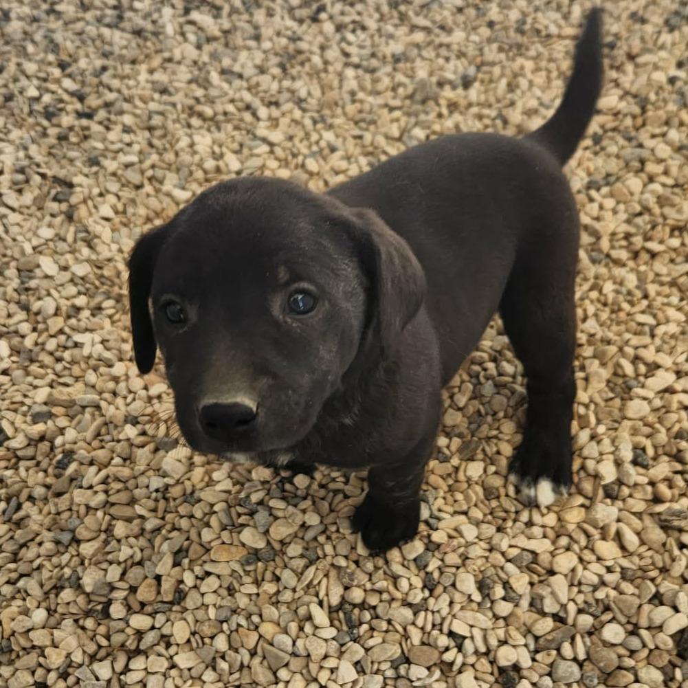 Knox JuM — thumbnail 5