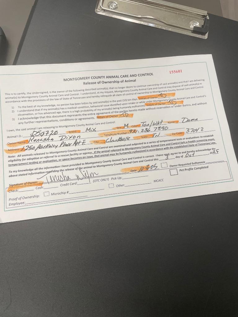 Damu, Adoptable, Young Male Mixed Breed.